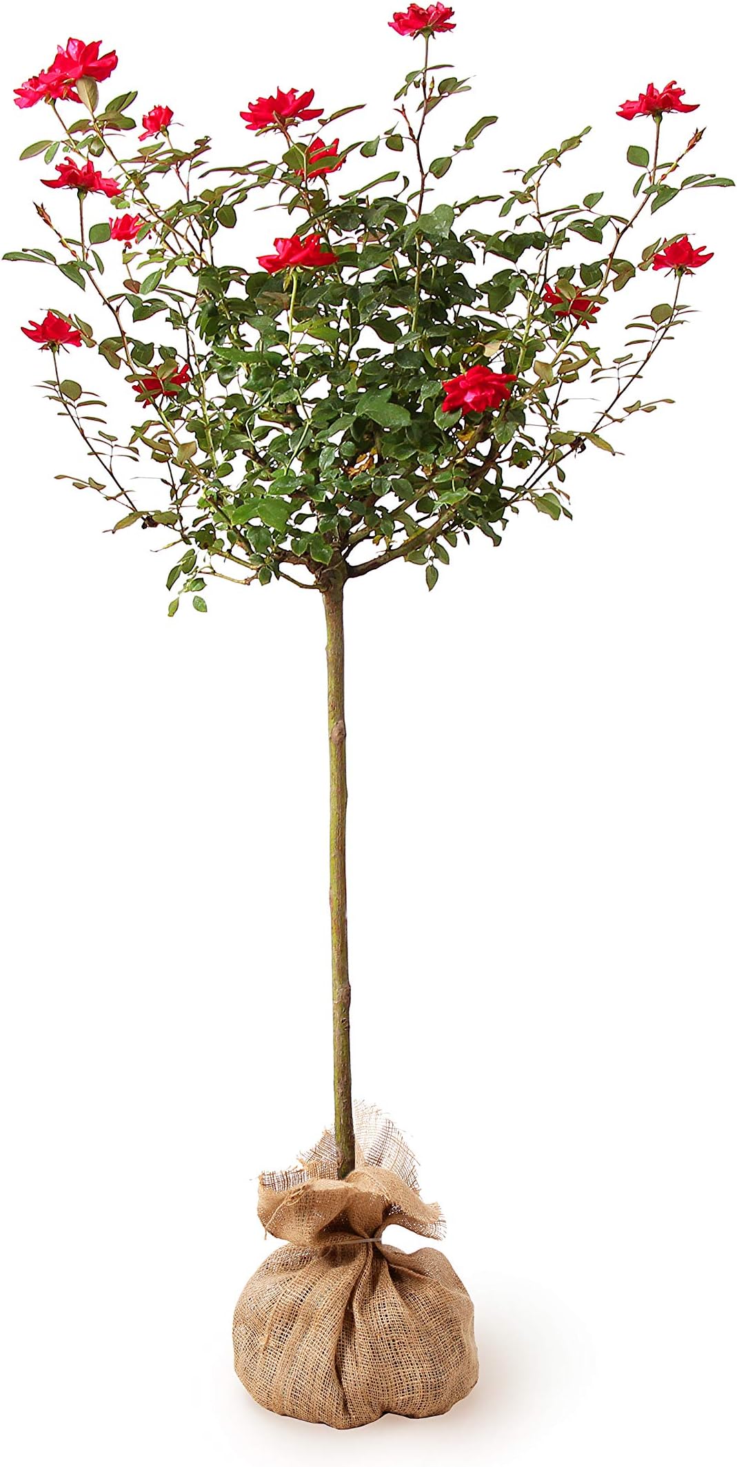 Brighter BloomsKnock Out Rose Tree, 2-3 ft. - No Shipping to AZ