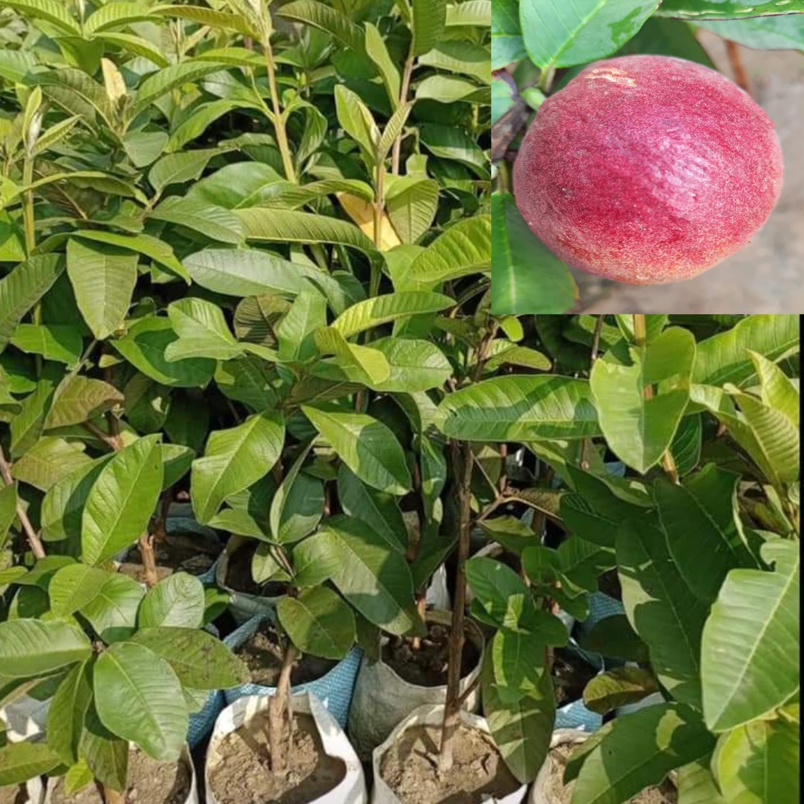 AGRO ALIVE Apple Cross Guava Plant air Layered Live Plant 1-2 feet Height (B09SVK2VFX) Amazon Price History, Amazon Price Tracker