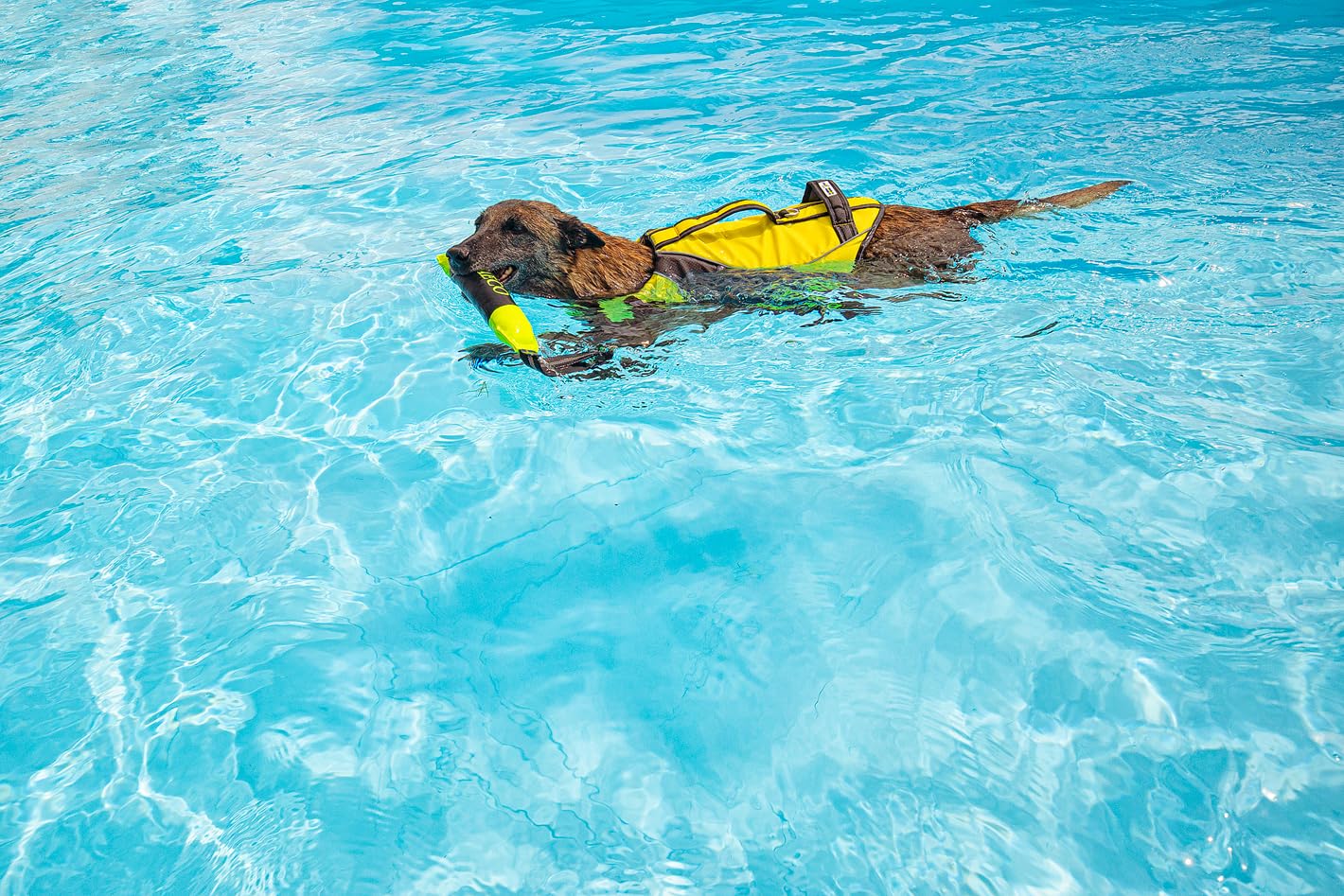 AQUA Giubbotto Salvagente per Cani S Giallo Grigio Scuro Poliestere Rip-Stop Idrorepellente