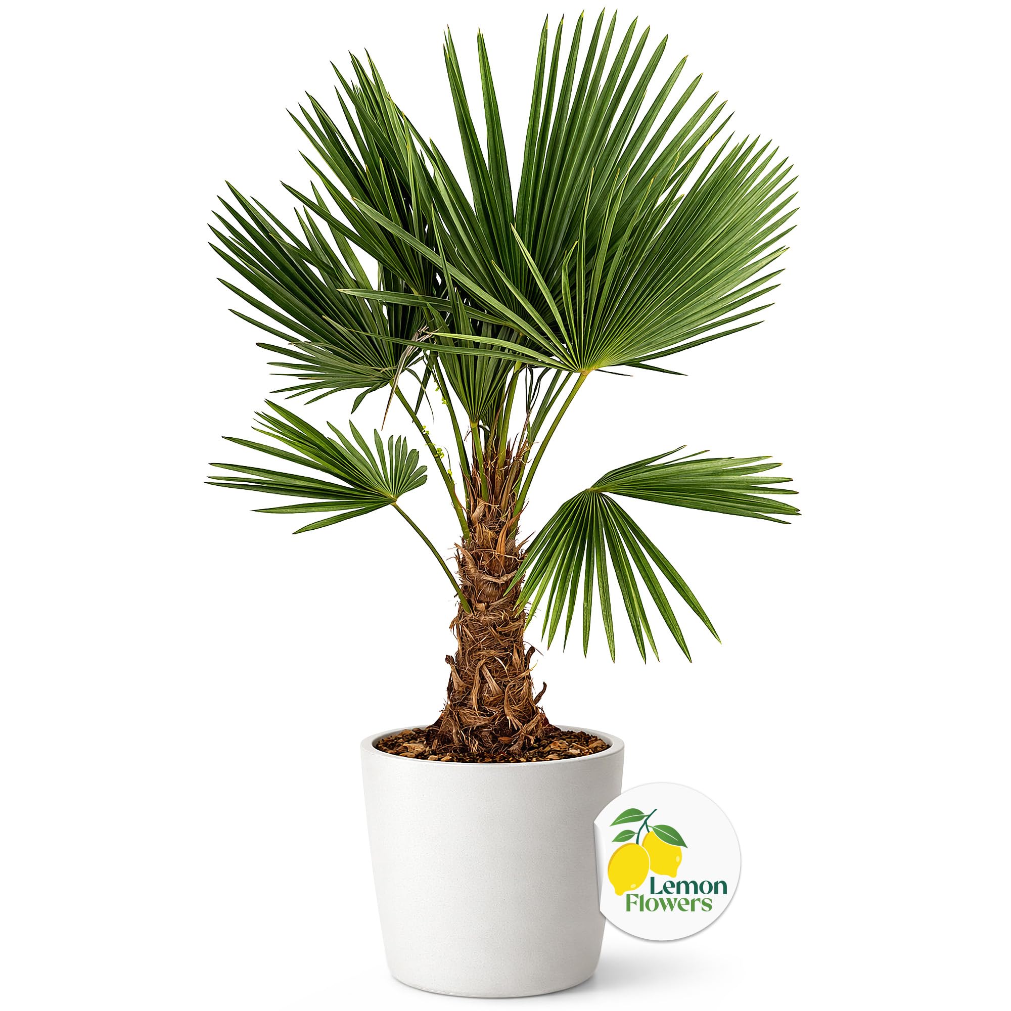 Palme Winterhart Für Außen Trachycarpus Fortunei 140cm - Palmen Winterhart Draußen - Palmen für draußen - Palme echt Ideale Balkonpflanzen - Hanfpalme