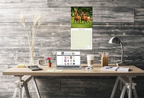 Miniatura 9 de Razas de Perros 2017