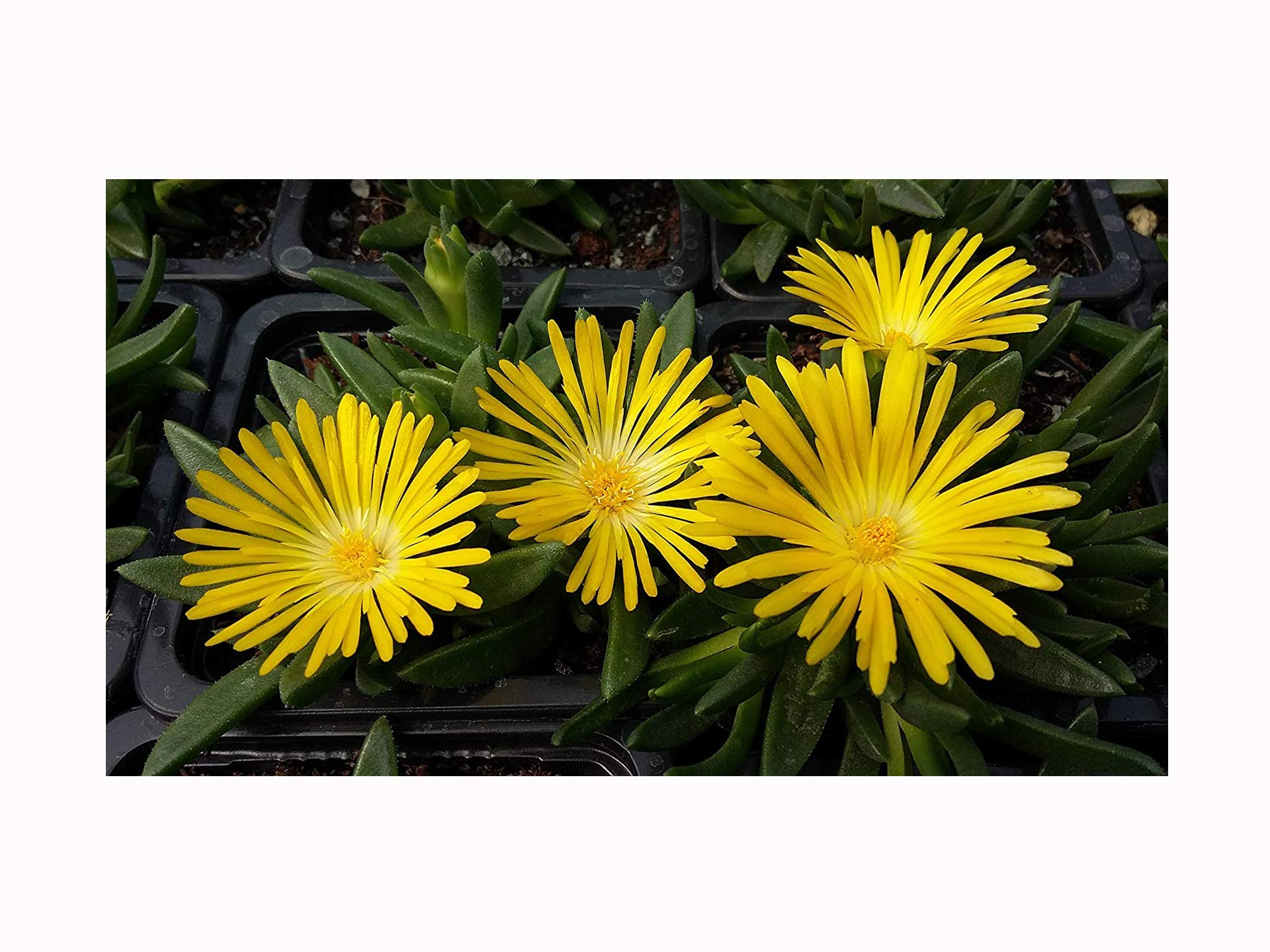 Yellow ICE Plant (Hardy) Delosperma congestum Succulent Rockery or Patio - Strong Plant in a 7cm Pot