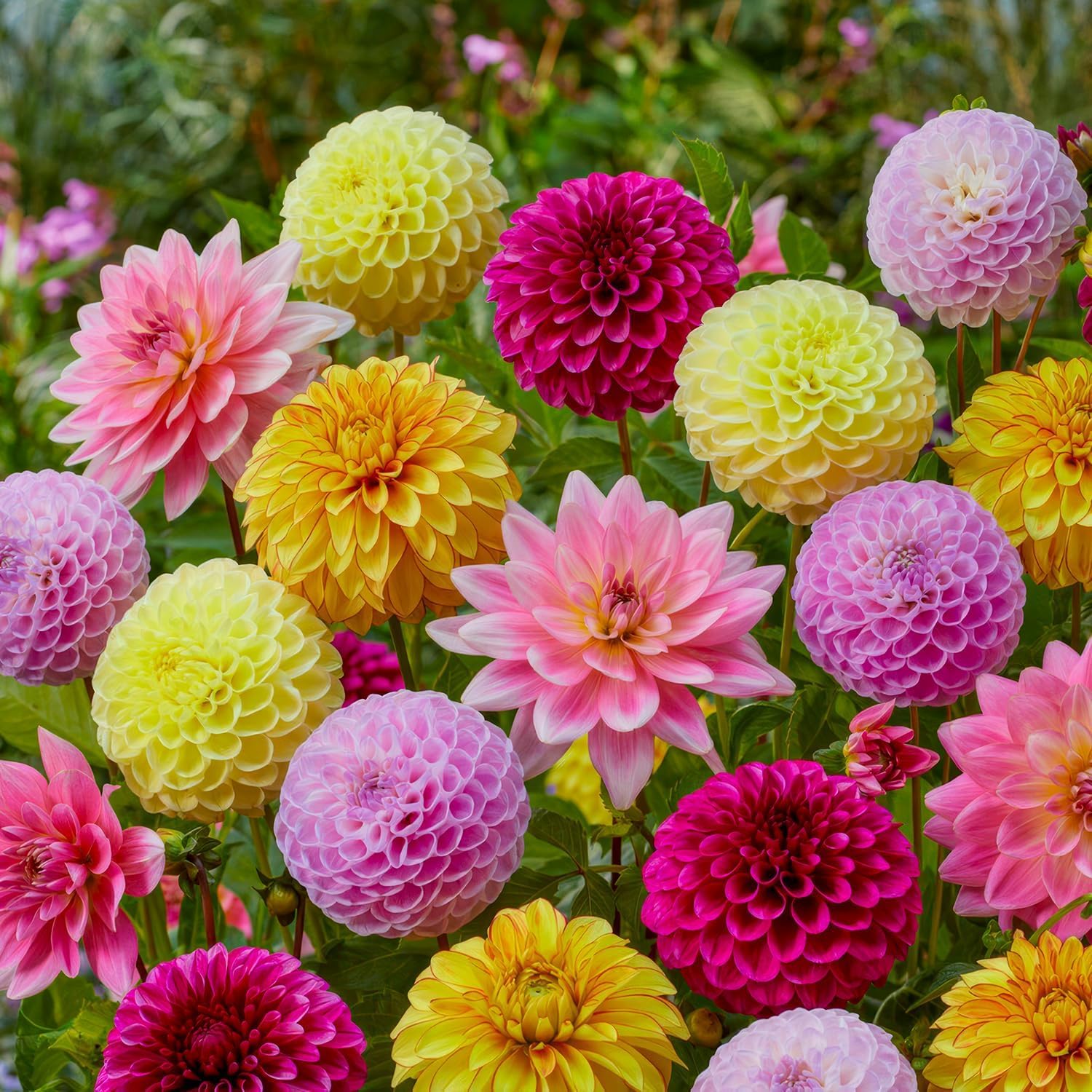 Bombillos de Dalia para Siembra en Primavera | Ideales para Jardín y Decoración de Interiores-10bulbo-c