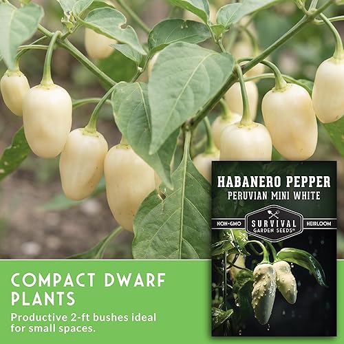 Miniatura 5 de Survival Garden Seeds - Mini semilla de pimiento habanero blanco para plantar - 1 paquete con instrucciones para plantar y cultivar pimientos