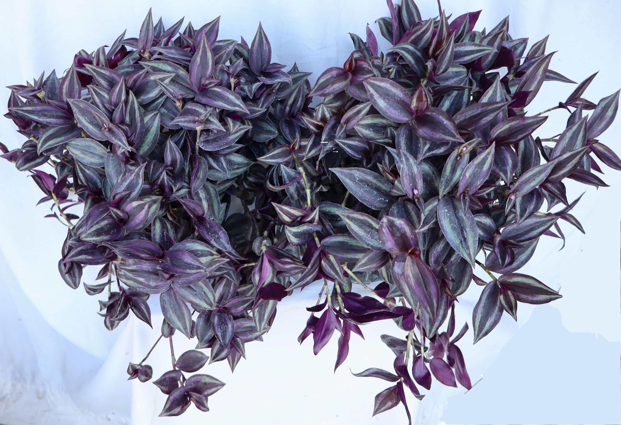 Red Wandering Jew 6" pot - Combo Deal of Two Plants