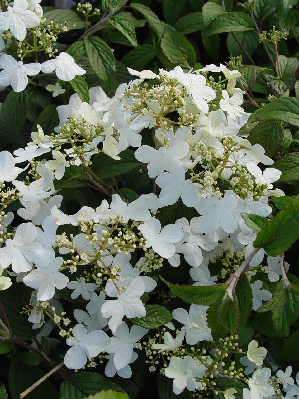 Viburnum p. t. 'Summer Snowflake' (Doublefile Viburnum) Shrub, white flowers, #3 - Size Container