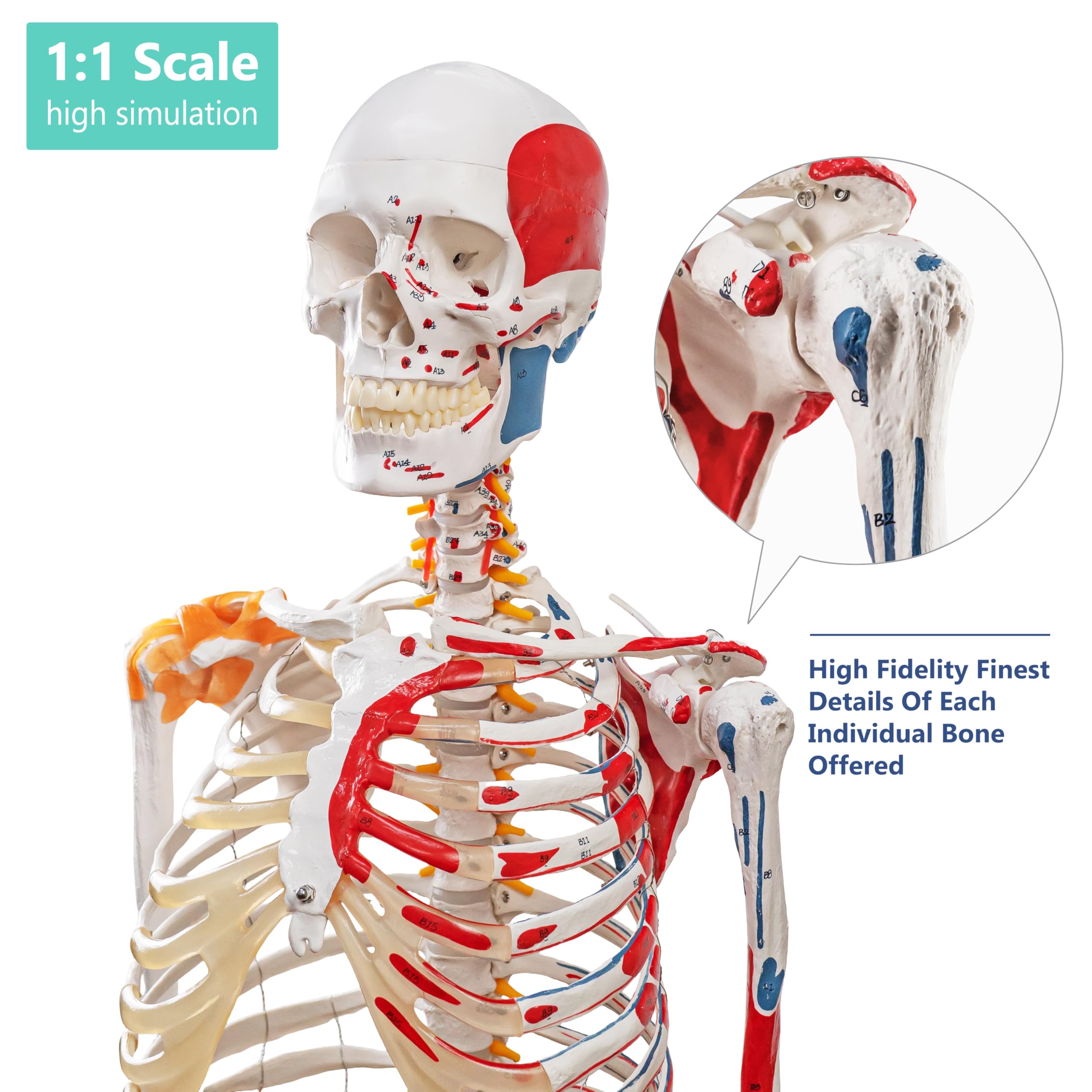 Menschliches Skelettmodell, Medizinische Anatomische Lebensgröße Skelett Replik mit Wirbelsäulennerven, Muskeleinfügung und Ursprungspunkte, Gelenkbänder, Enthält Rollstand, für Ärzte, Studenten