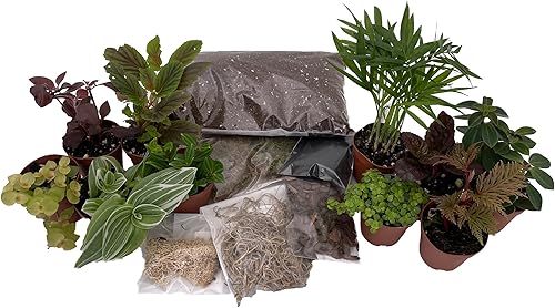 Miniatura 2 de Kit de terrario Hirt's con 10 plantas de terrario en macetas de 2 pulgadas
