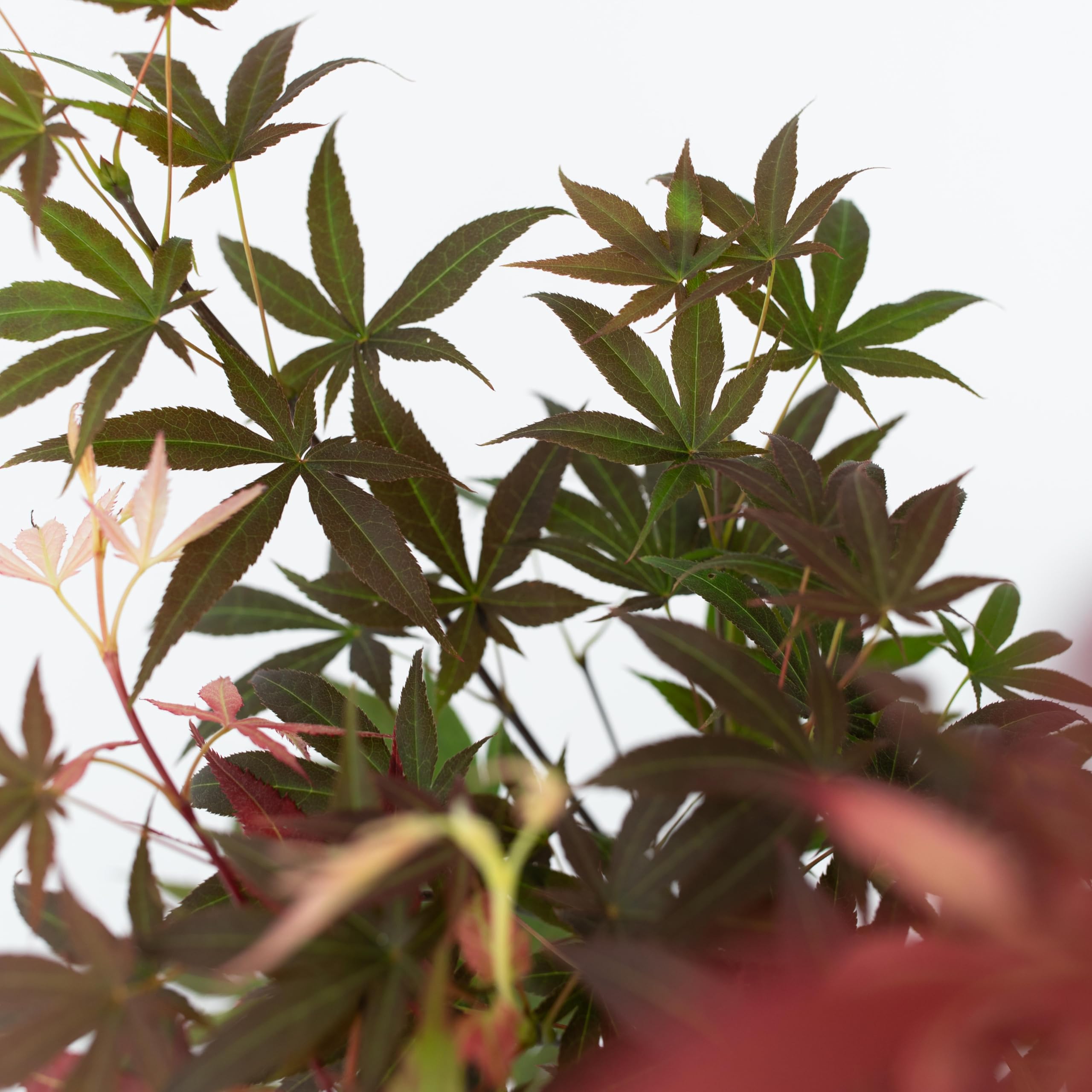 Plant in a Box - Arce japonés - Acer palmatum 'Atropurpureum' - Altura 25-40cm - Tamaño de la maceta 10,5cm - árbol - rojo
