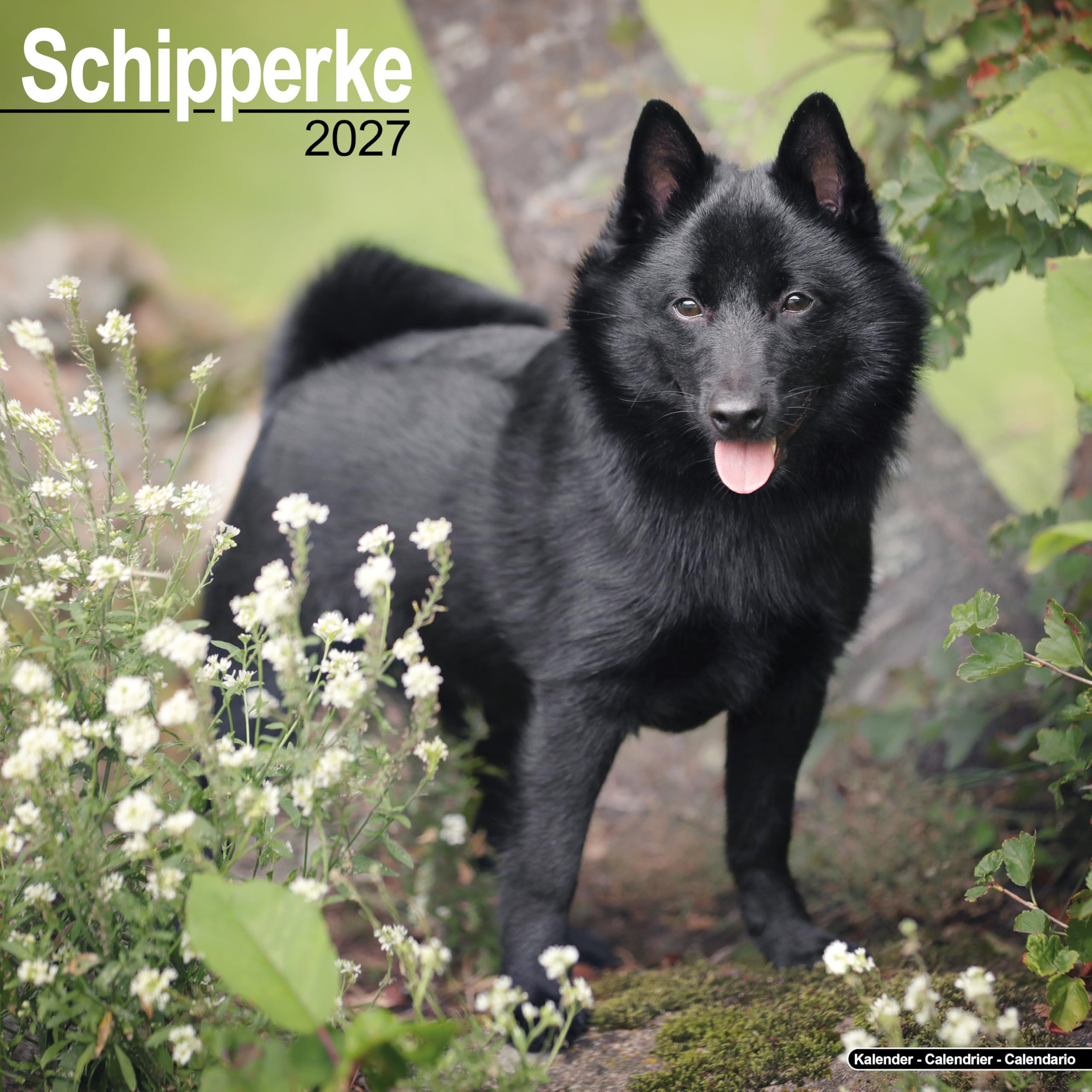 Schipperke 2027 Calendar | Square Wall Calendar | Dog Breed Gift | Plastic Free Packaging | by Avonside Publishing