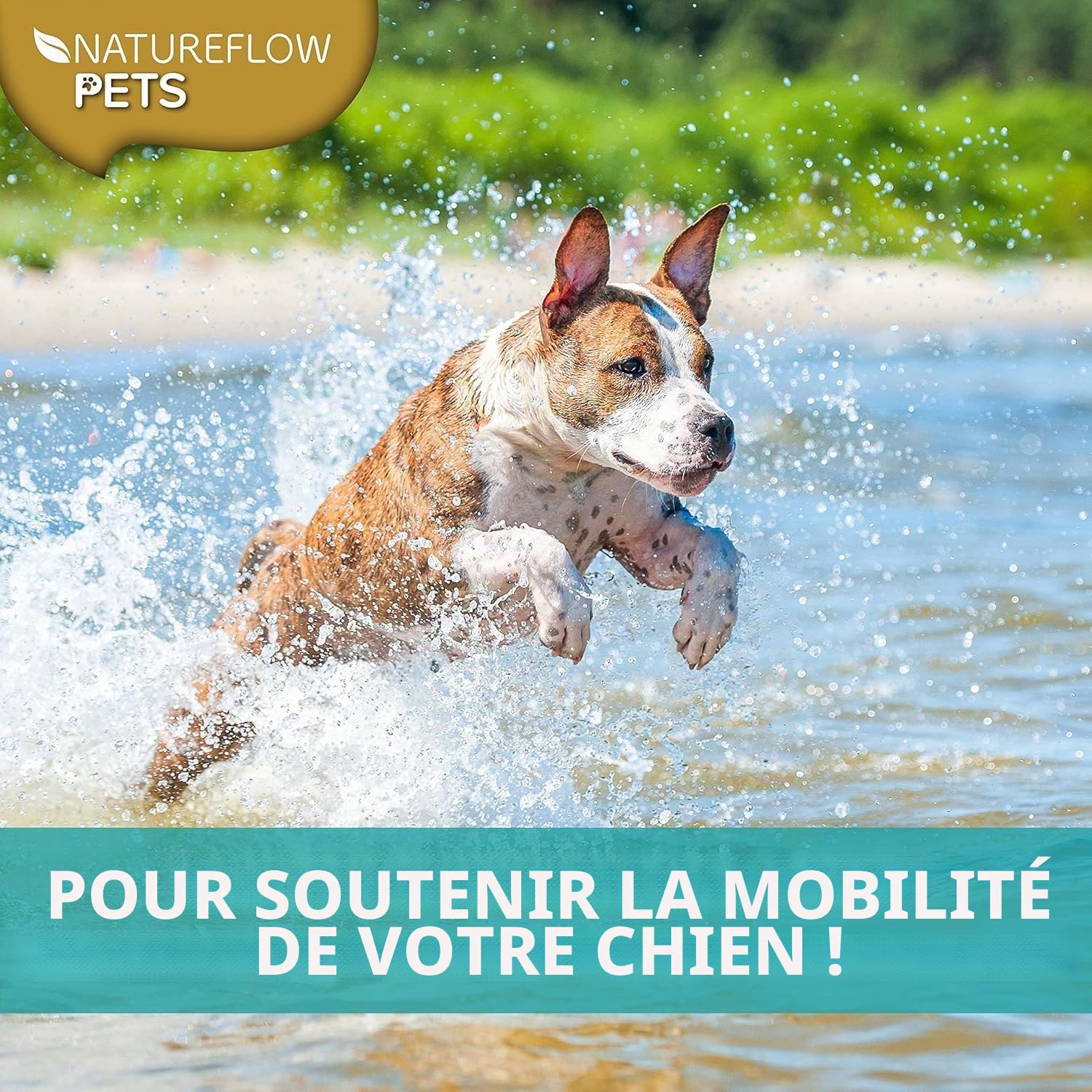 NATUREFLOW Supplément nutritionnel pour chiens à base de moule aux oreilles vertes - 250g de poudre naturelle de moule aux oreilles vertes pour chiens - Soutien de la fonction articulaire - Moule aux