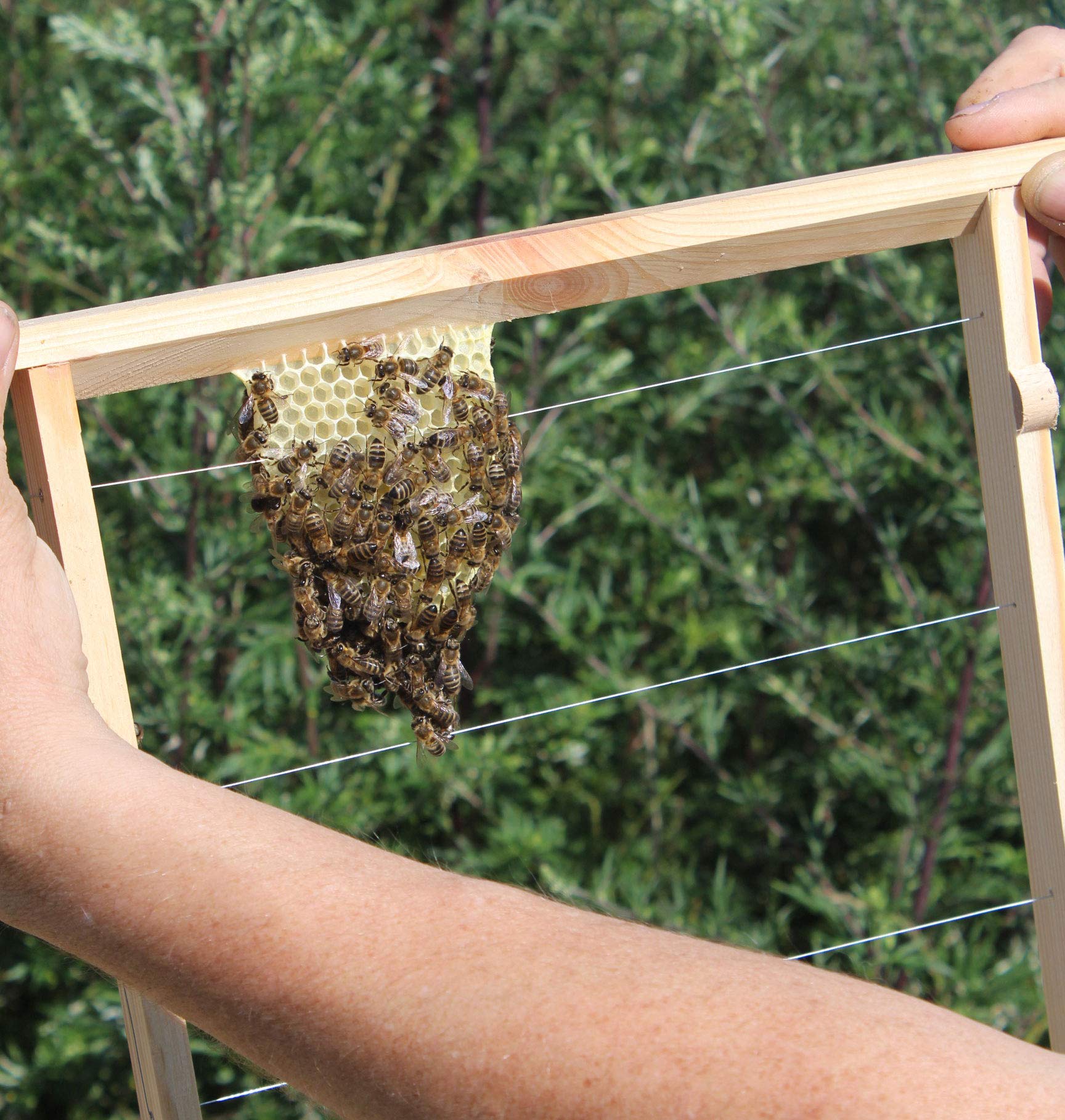 LUXUS-INSEKTENHOTELS Einraumbeute Massivholz Hobby-Imkerei - Honig-Bienen halten - Wesensgemäße Bienenhaltung für die eigene Honigernte - Imkerzubehör - 87 x 55 x 99 cm - Braun