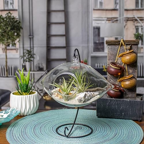 Miniatura 2 de Kit de terrario de cristal colgante de 8 pulgadas para plantas de aire de interior con plantas de aire vivas Tillandsia Ionantha y accesorios de