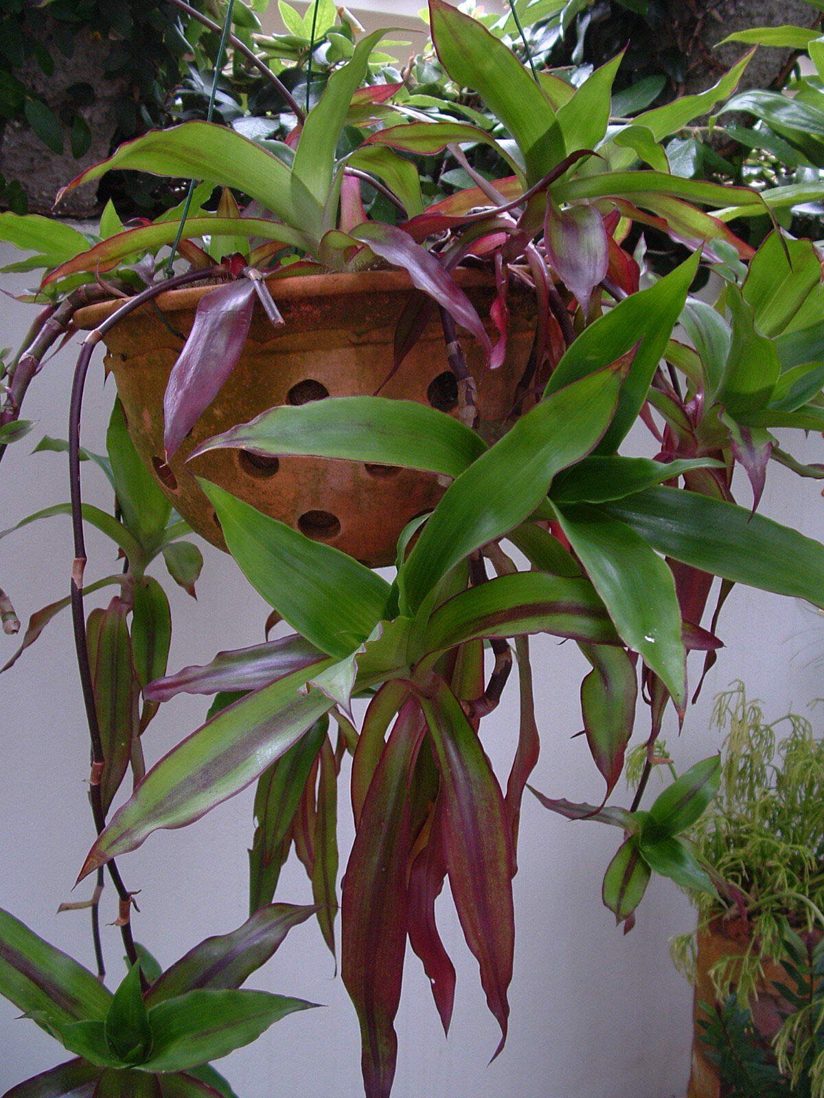 Portal Cool Callisia Fragrans - Perfect Hanging Plant! - Doctors Plant- X4 Fresh Stem Plants