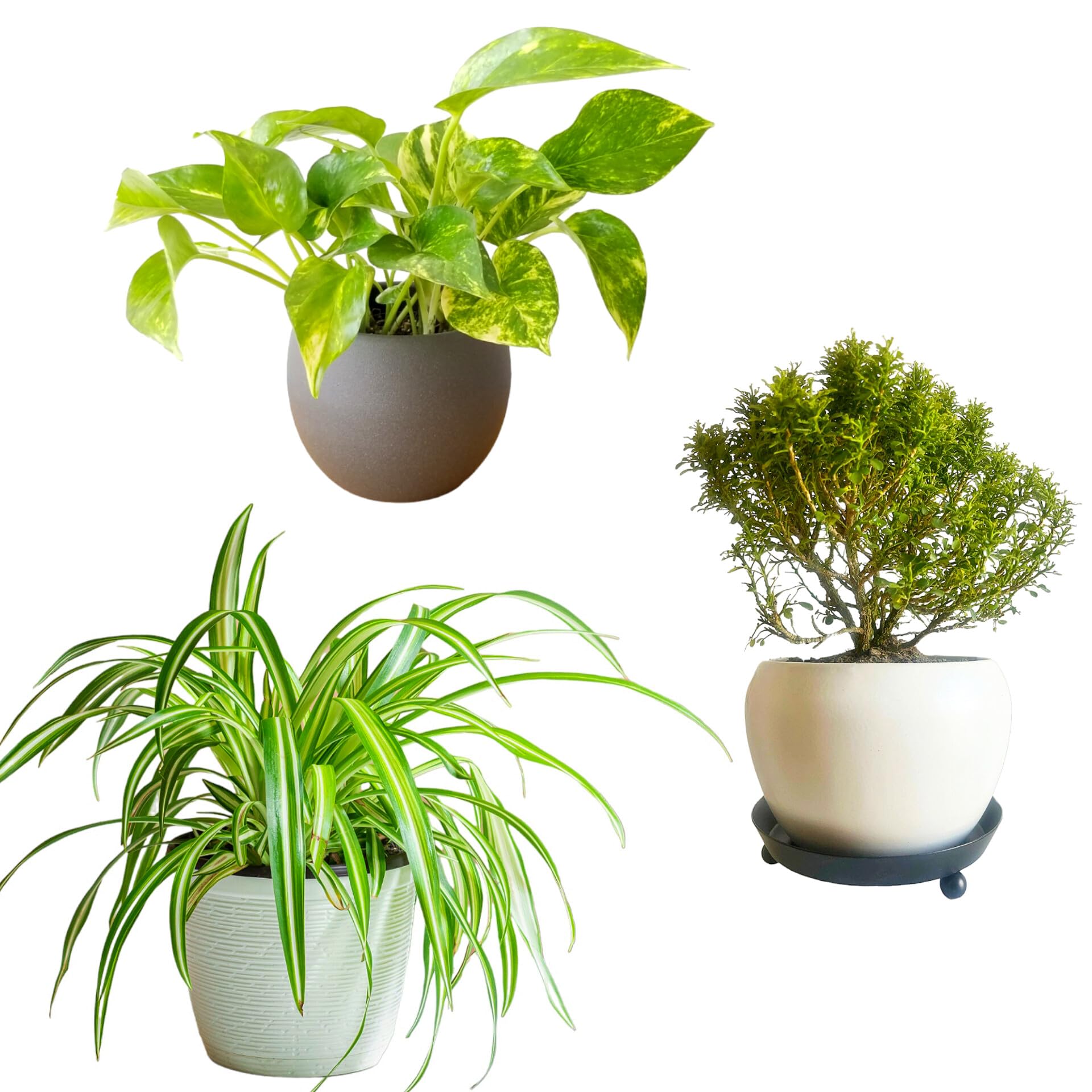 Oxygen plants for home indoor no sunlight combo of 3 Money Plant & Spider Plant & Kamini plant | Good Luck Plant | Live Plants | Plants for Home Decor | (B0D6GSV7P5) Amazon Price History, Amazon Price Tracker