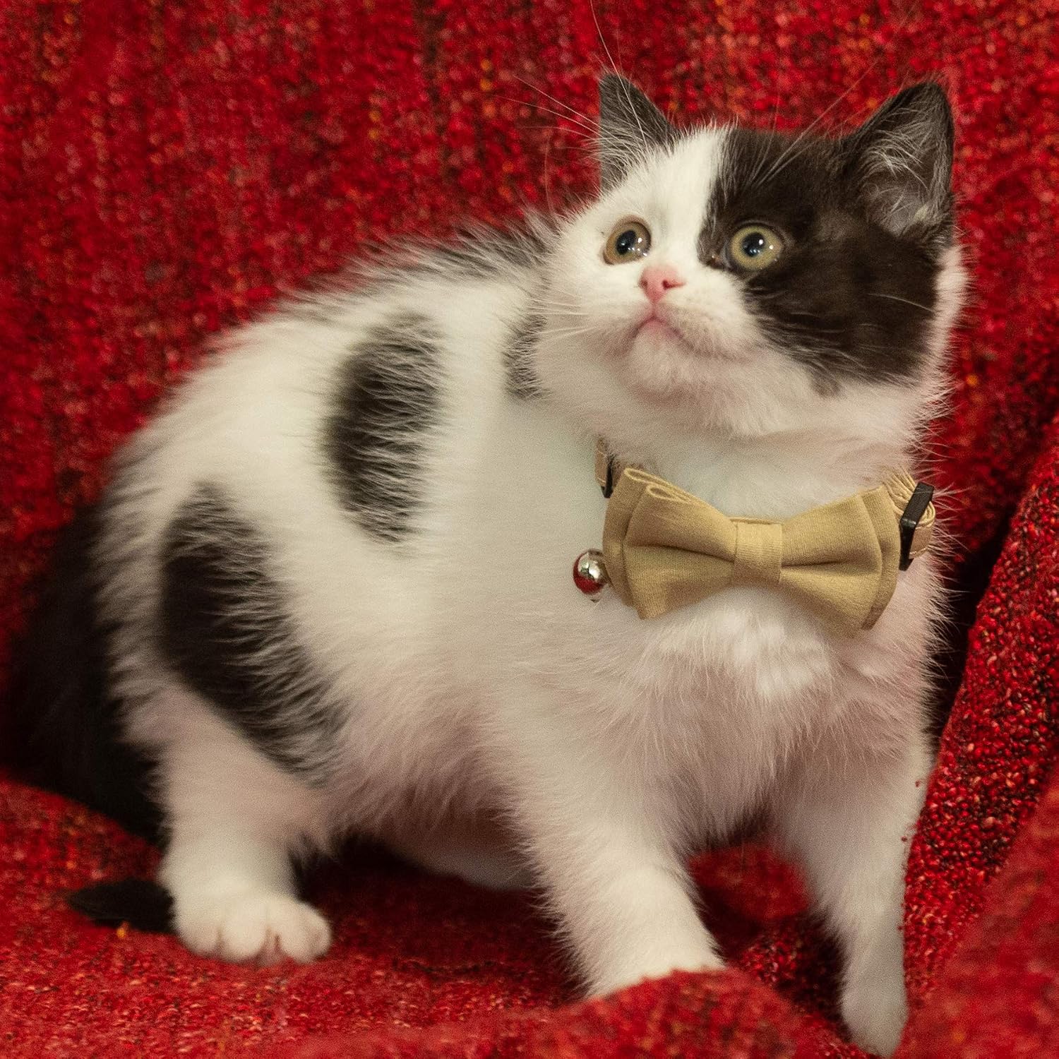 Cat Collar Breakaway Bowtie Safety with Bell Adjustbale Kitten Puppy Solid Plaid Color Set A-[2pcs] Brown & Beige image 2