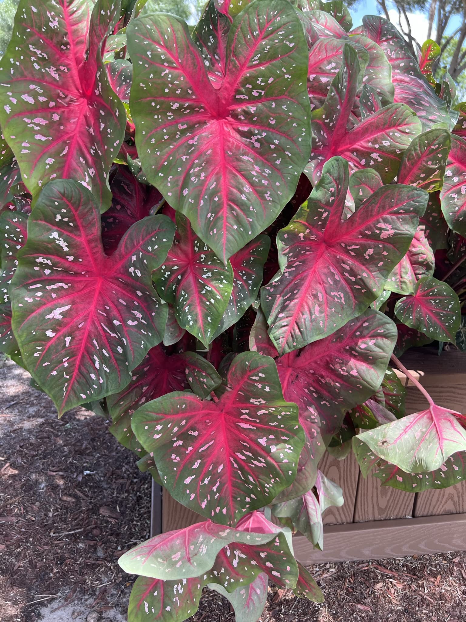 Red Flash
