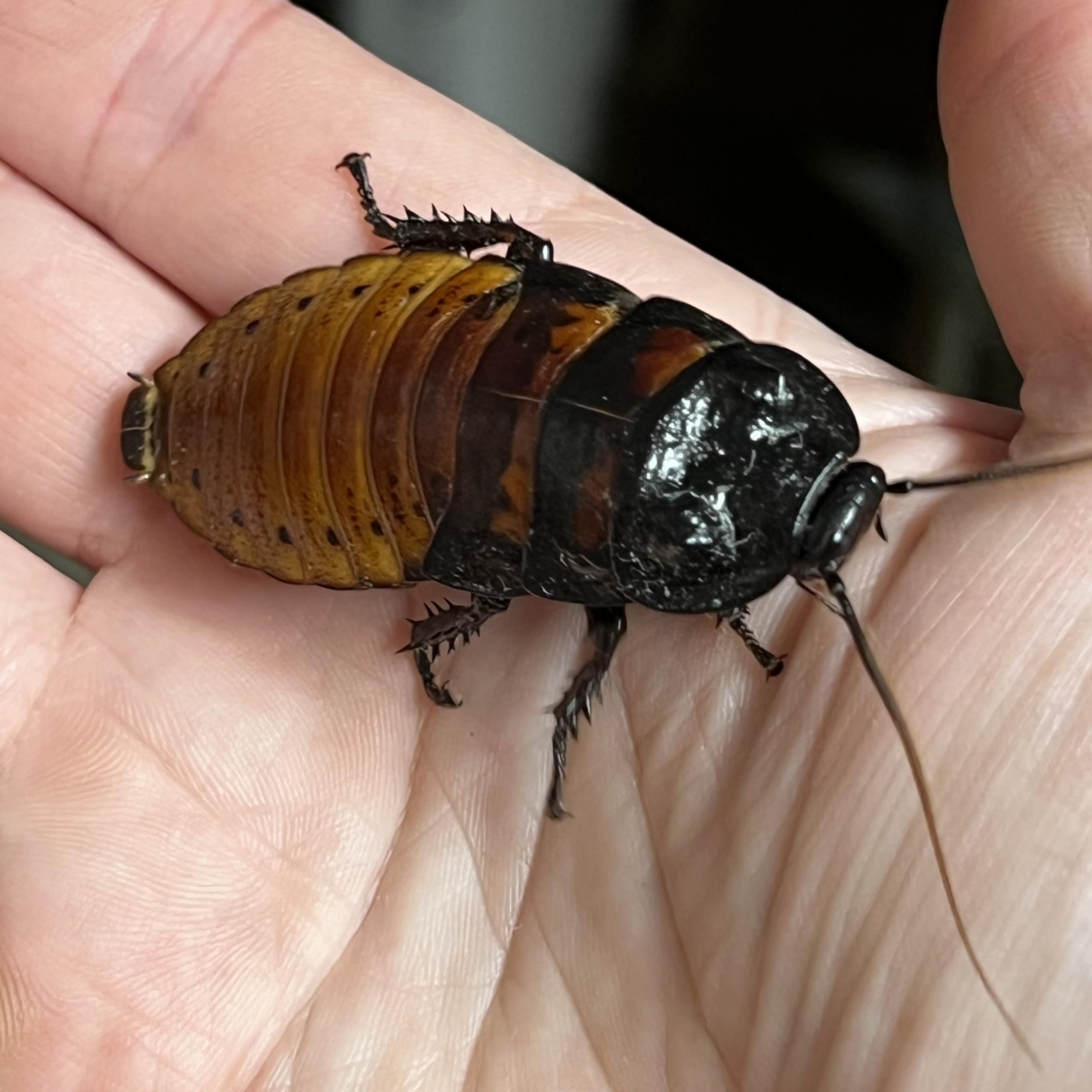 1 ct. Adult Male Live Madagascar Hissing Cockroach - Exo-Morphs