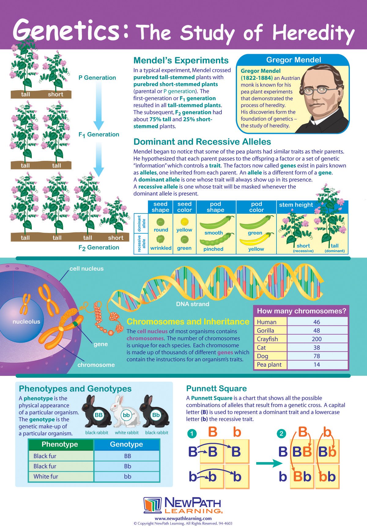 NewPath Genetics: The Study of Heredity Poster - Laminated, Full-Color, 23" x 35" (34-6110)