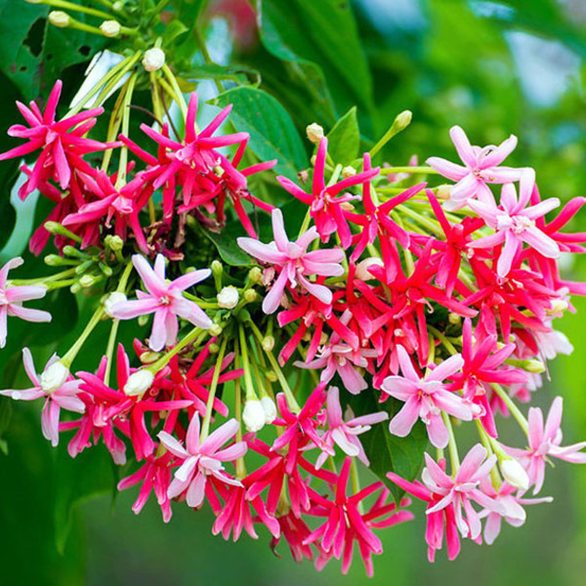 IXORA Rangoon Creeper Madhavi Lata Madhumalti Flower Climbers Live Plants & Tree(1-2 Feet Size) (B0CRYWJPF7) Amazon Price History, Amazon Price Tracker