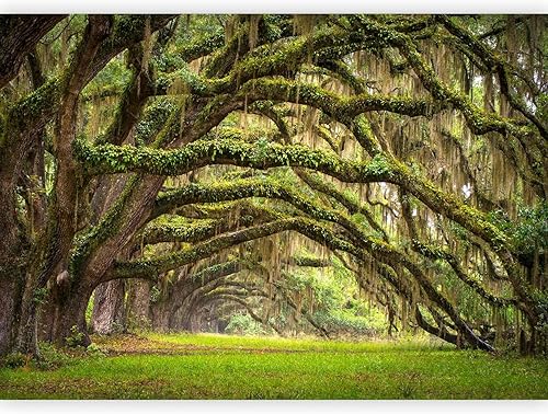 artgeist Mural de pared Bosque 173 x 124 pulgadas - Papel tapiz autoadhesivo removible de gran tamaño para decoración de pared, diseño de imagen,