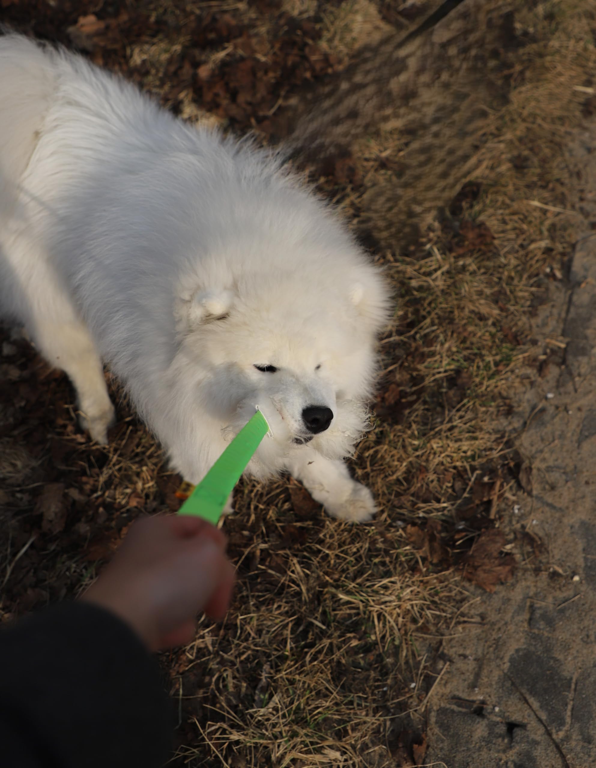 Dingo 15581 - Giocattolo per cani, in pelle di pecora con elastico verde, motivazione agilità, per allenamento e divertimento