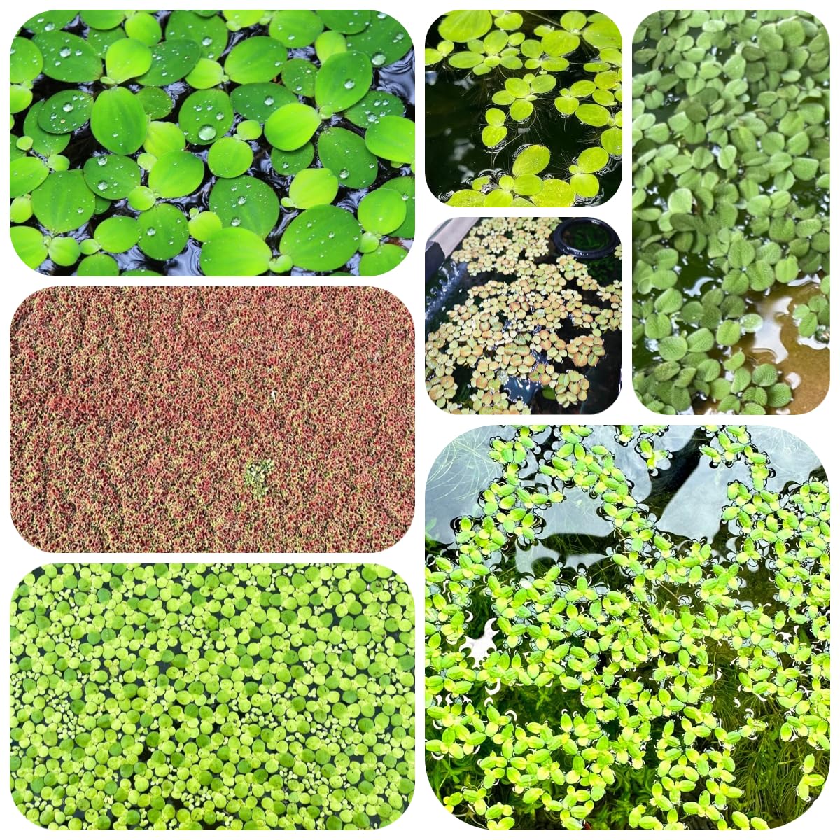 semi di lenticchia d'acqua per acquario, verdi esotiche sostenibile decorazione del balcone laghetto con galleggianti regali insoliti resistenti per il giardino 400pcs
