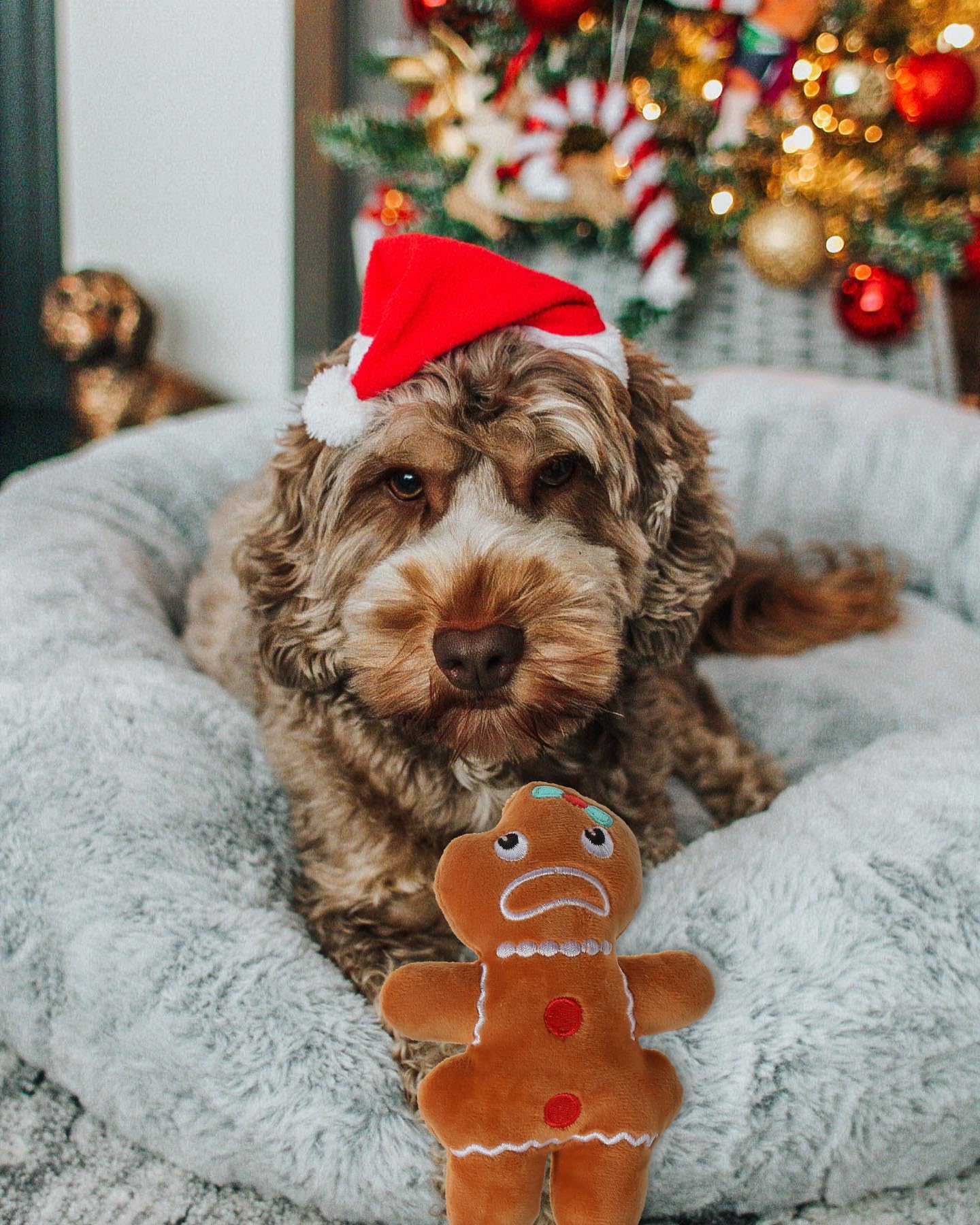 Kleines Hundespielzeug, Weihnachten, Plüsch, quietschendes Welpenspielzeug, Urlaubs-Hundespielzeug, Geschenk-Set
