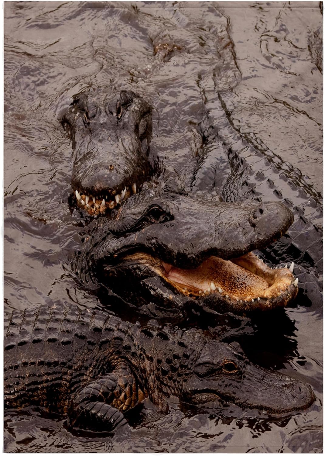 3dRose USA, Florida, St. Augustine, Alligators at The Alligator Farm. - Towels (twl-191106-2)