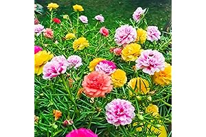 Portulaca Double Flower Seeds: Transform Your Garden with a Vibrant Color Mix