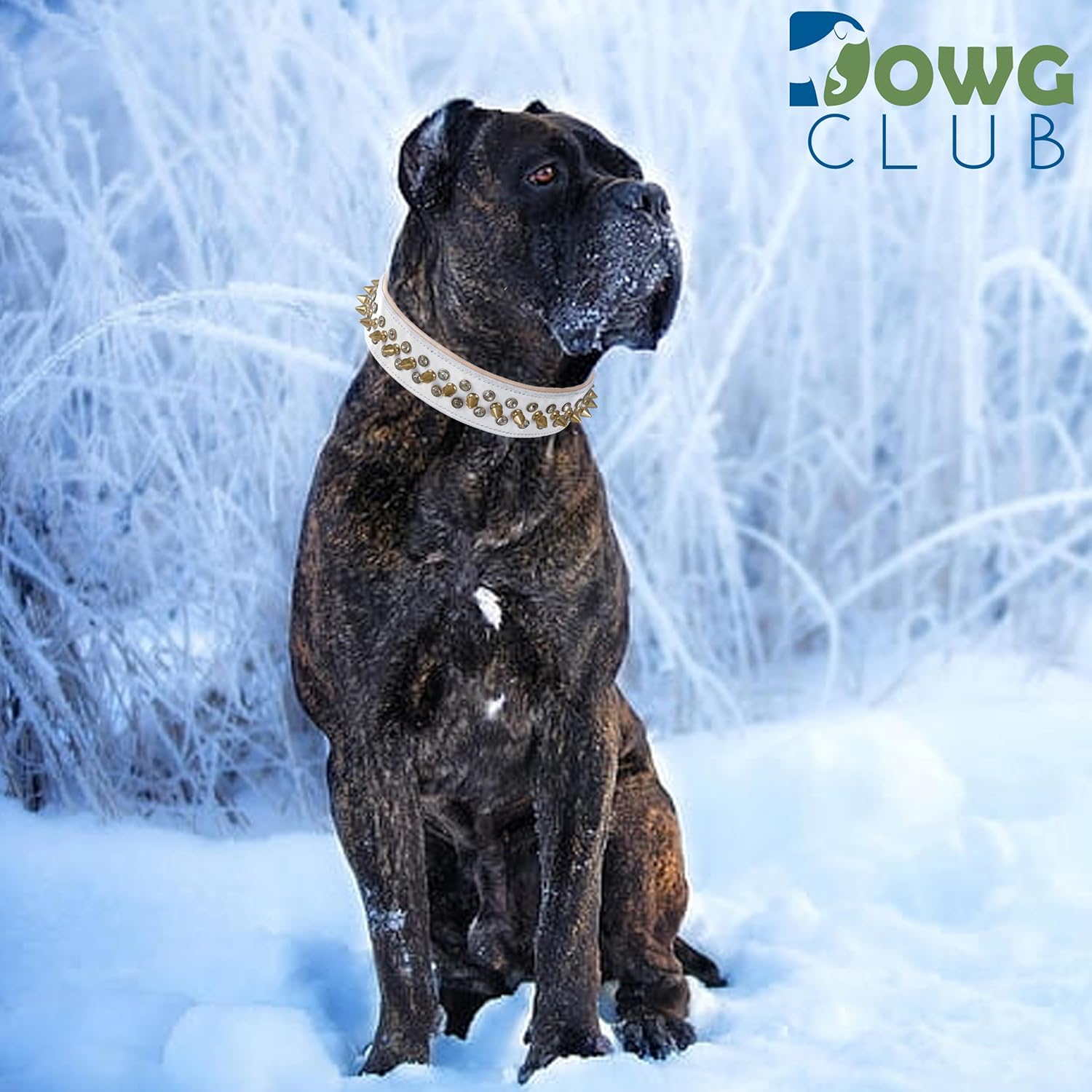 | Genuine Leather Dog Collar | Punk Series | Saddle Grade, Full Grain, Heavy Duty | Luxury, Stylish, Comfortable, Best for Medium, Large, XL Breeds (Smoke White, XL (Fit Neck Size 22"-25.5"))