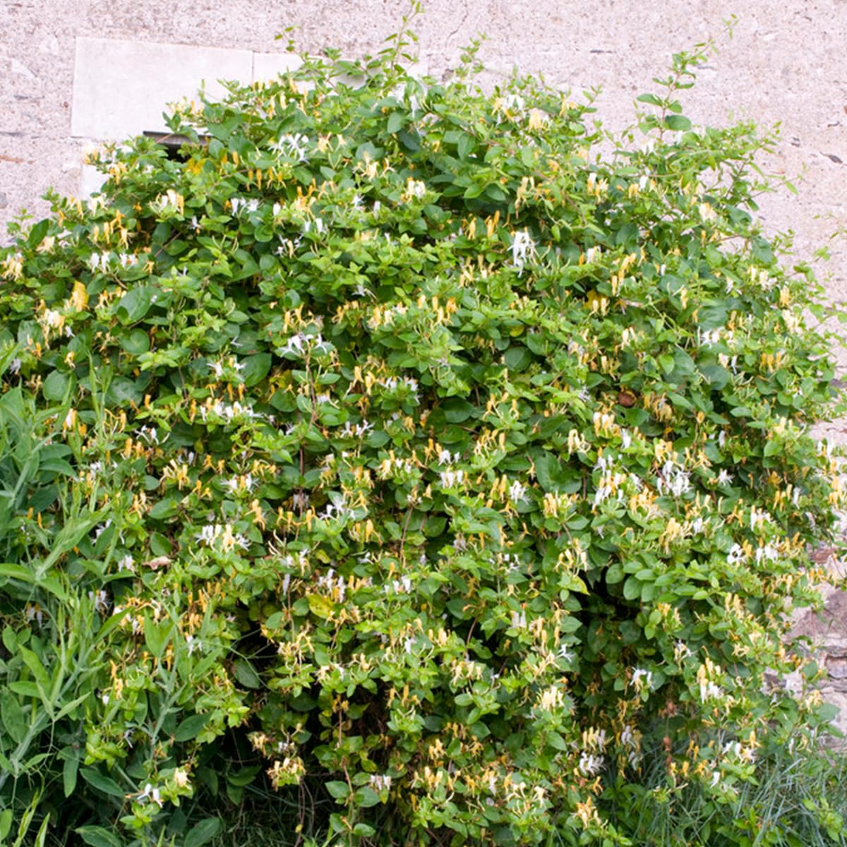 philodendron lime Philodendron, Lemon 6