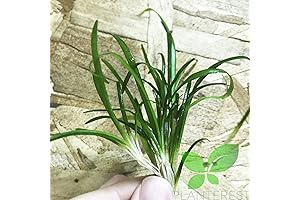 Get a Gorgeous and Flourishing Aquarium with Our Dwarf Sagittaria Live Aquarium Plants