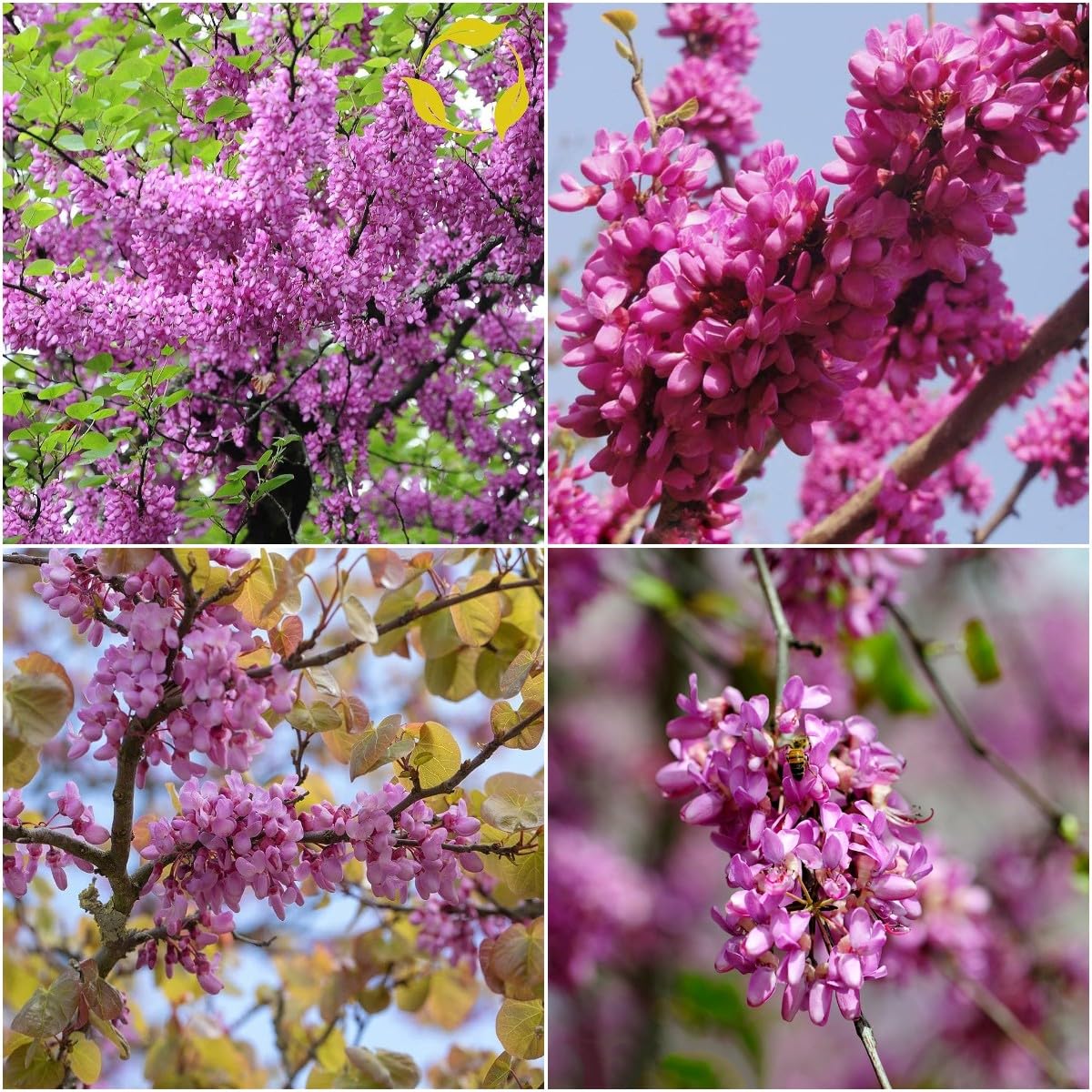cherry bonsai tree for sale Rare Japanese Sakura Cherry Blossom
