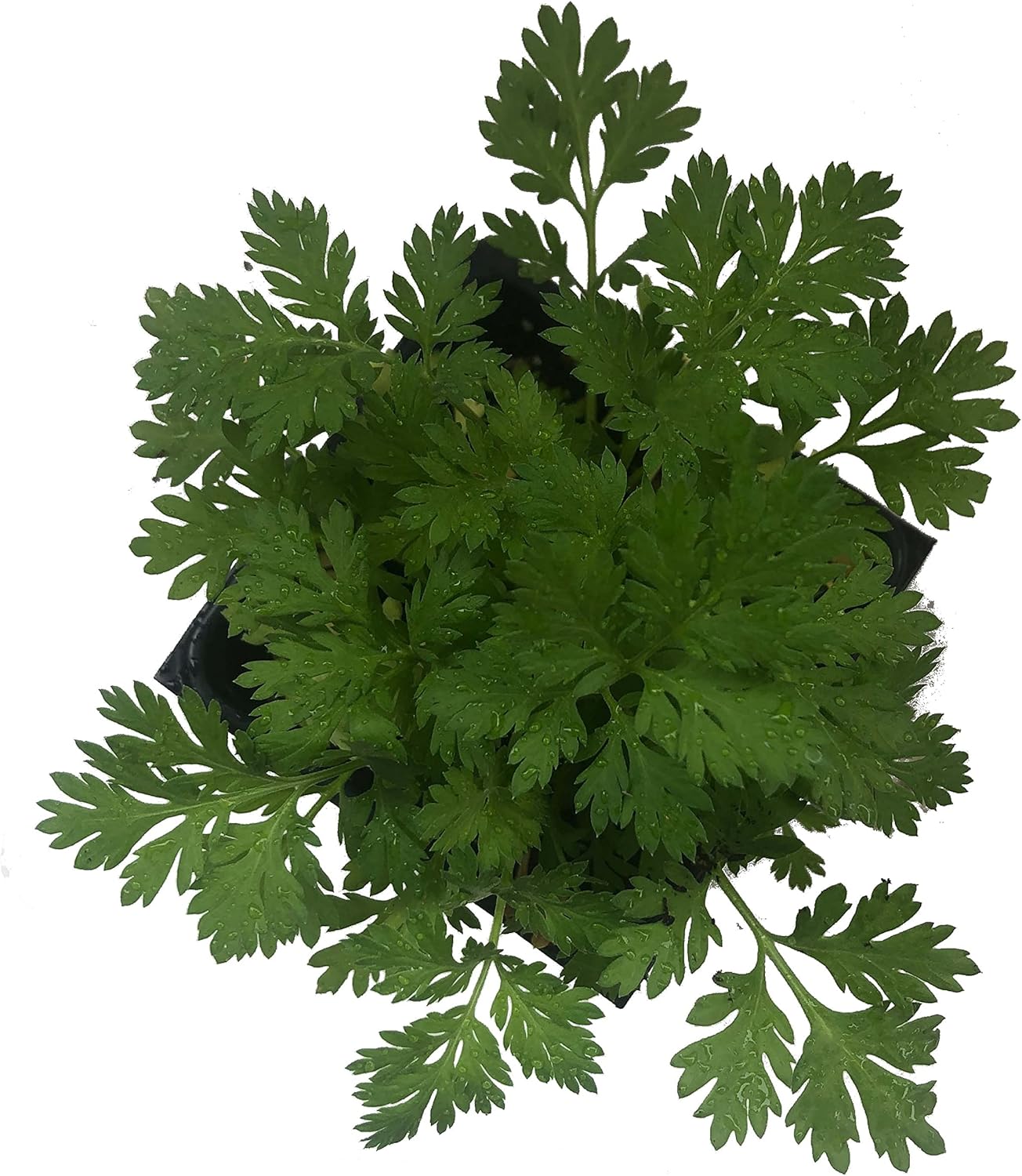 Feverfew Plant, (Tanacetum parthenium) 2.5 inch Pot