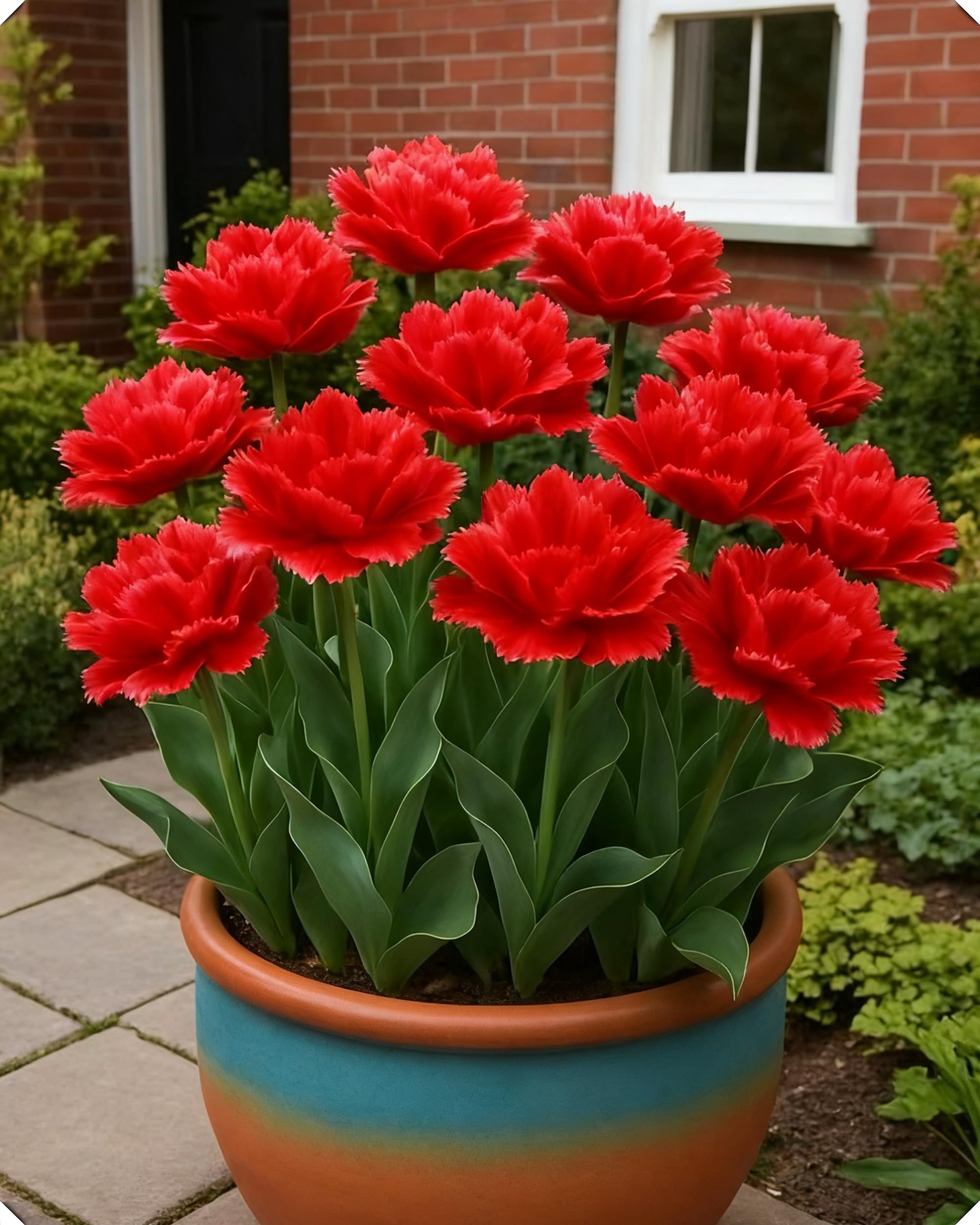 Tulipano primaverile – Esplosione di colori che dona vita al tuo giardino-15bulbi-K