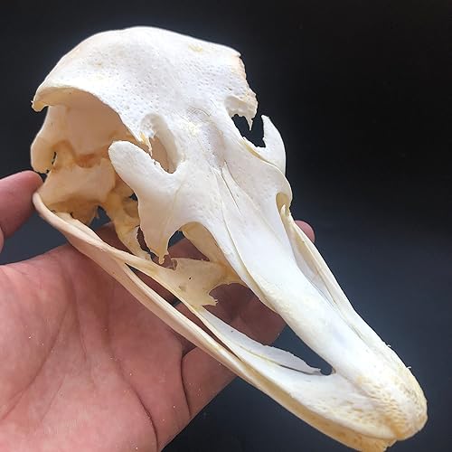 Miniatura 7 de CLLOEAT Venta al por mayor 123510 piezas de calaveras de animales reales de taxidermia, muestras de huesos reales, suministros de arte de hueso,