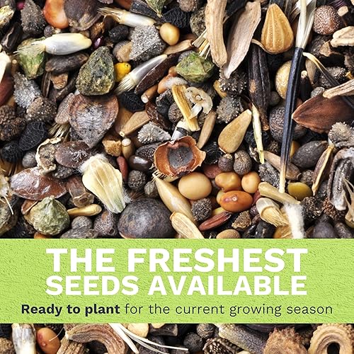 Miniatura 5 de Velvet Queen Sunflower  Paquete grande de 1 onza  1000 semillas de flores para plantar  Helianthus annuus