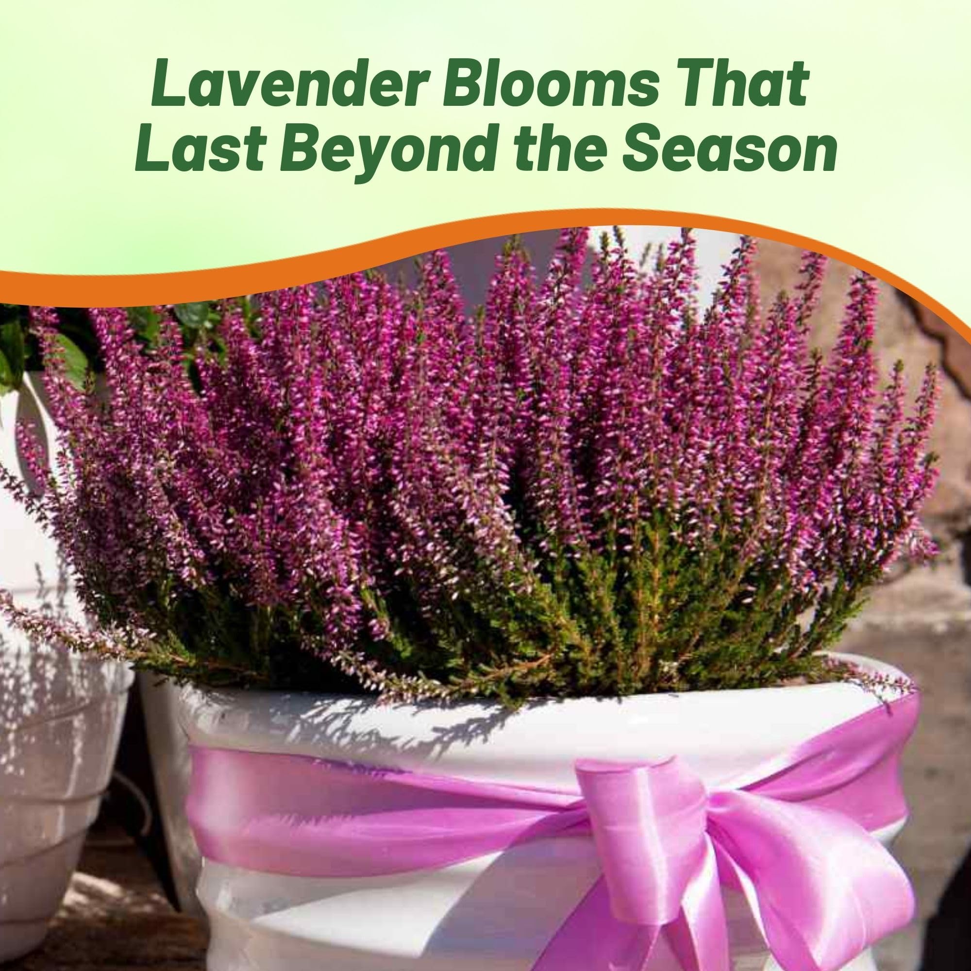 flower seeds for shaded areas Partial Shade Wildflower Seed Mix