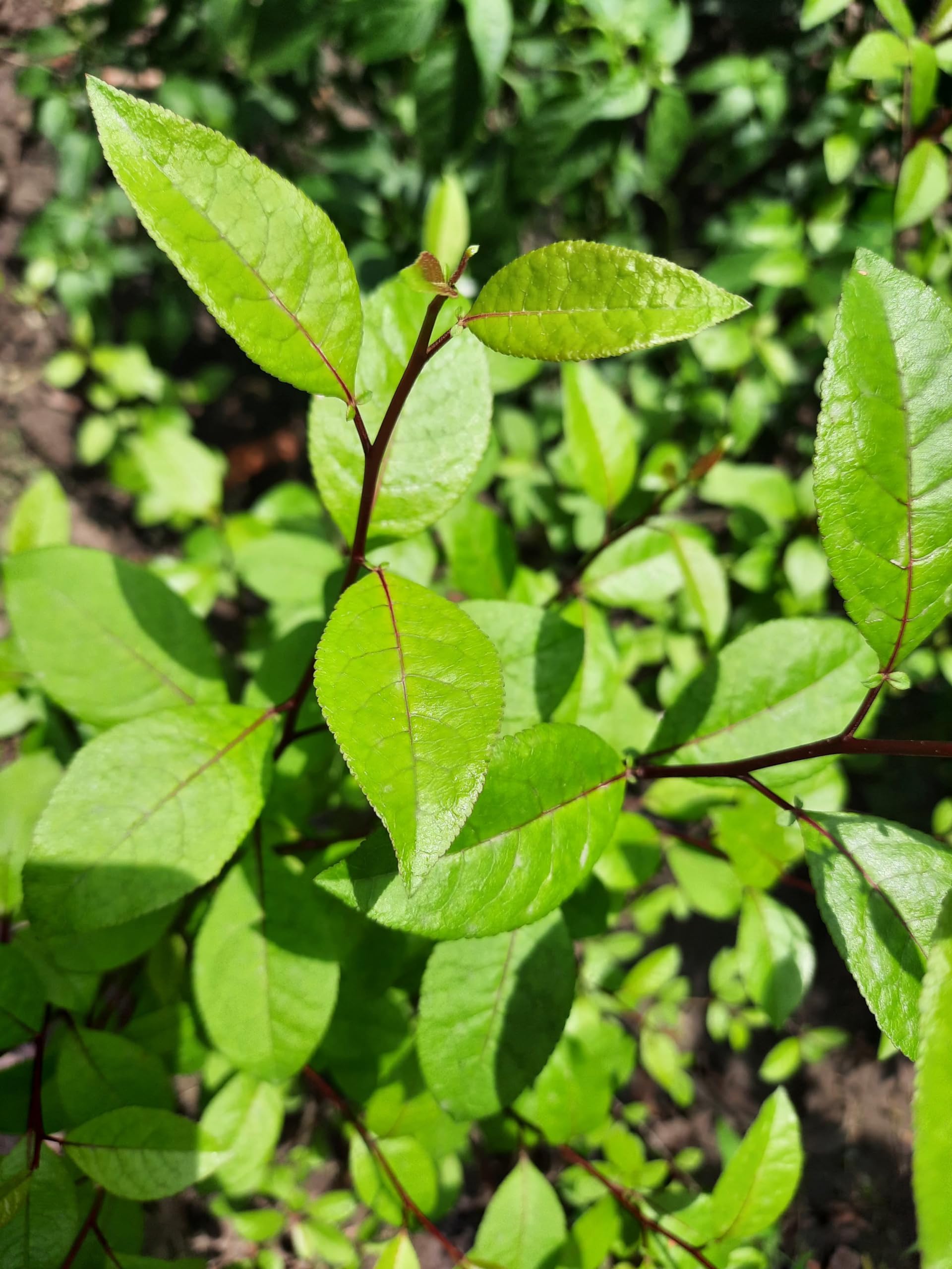 Live Guggal Plant good Looking Bonsai plant 1 Live small Healthy plant (B0CKJB4R1S) Amazon Price History, Amazon Price Tracker