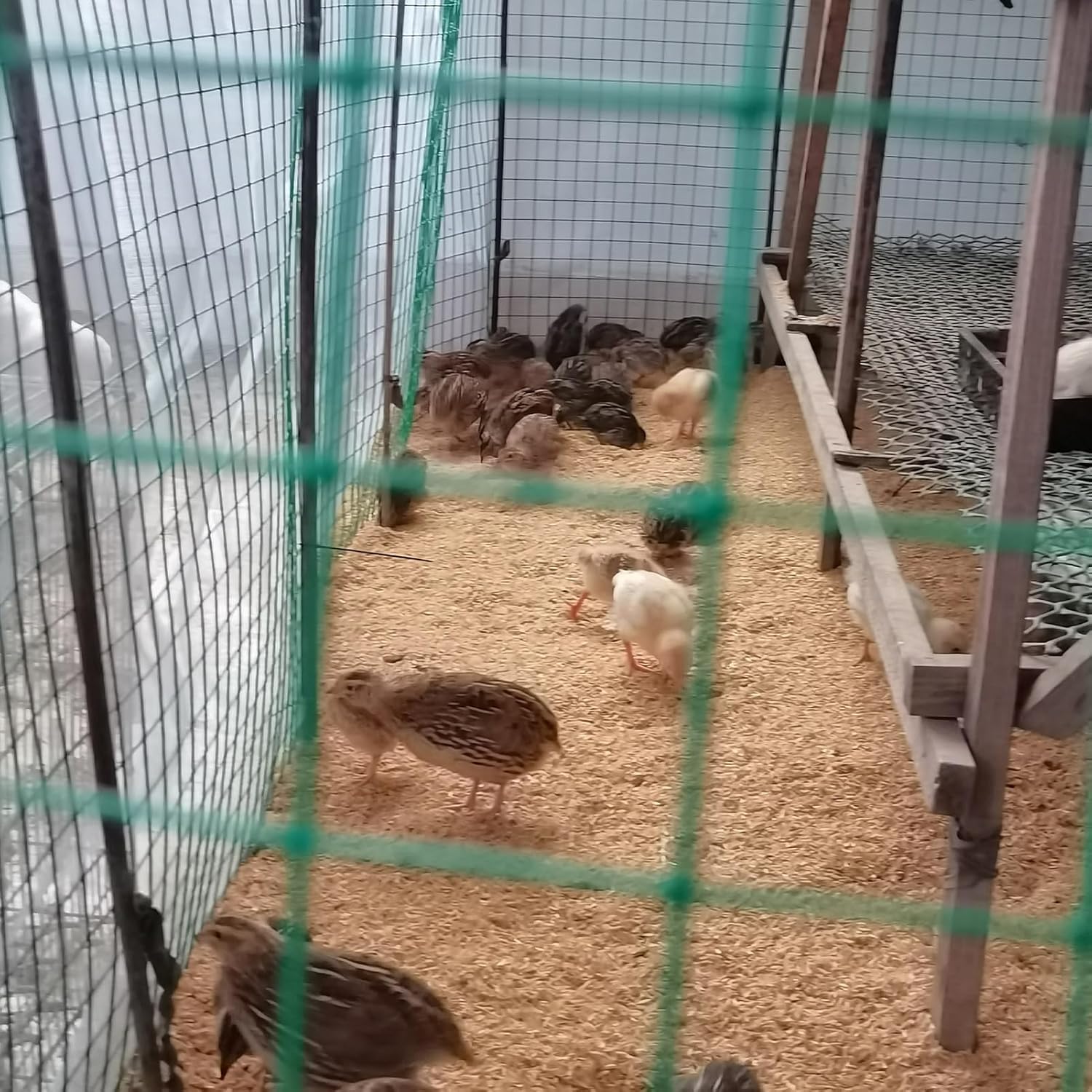 1 x 18 m - Rotolo di rete metallica resistente per recinzione di pollo, recinzione da giardino e recinti di animali domestici, ideale per gabbie per conigli, roditori piccoli, 1,8 mm
