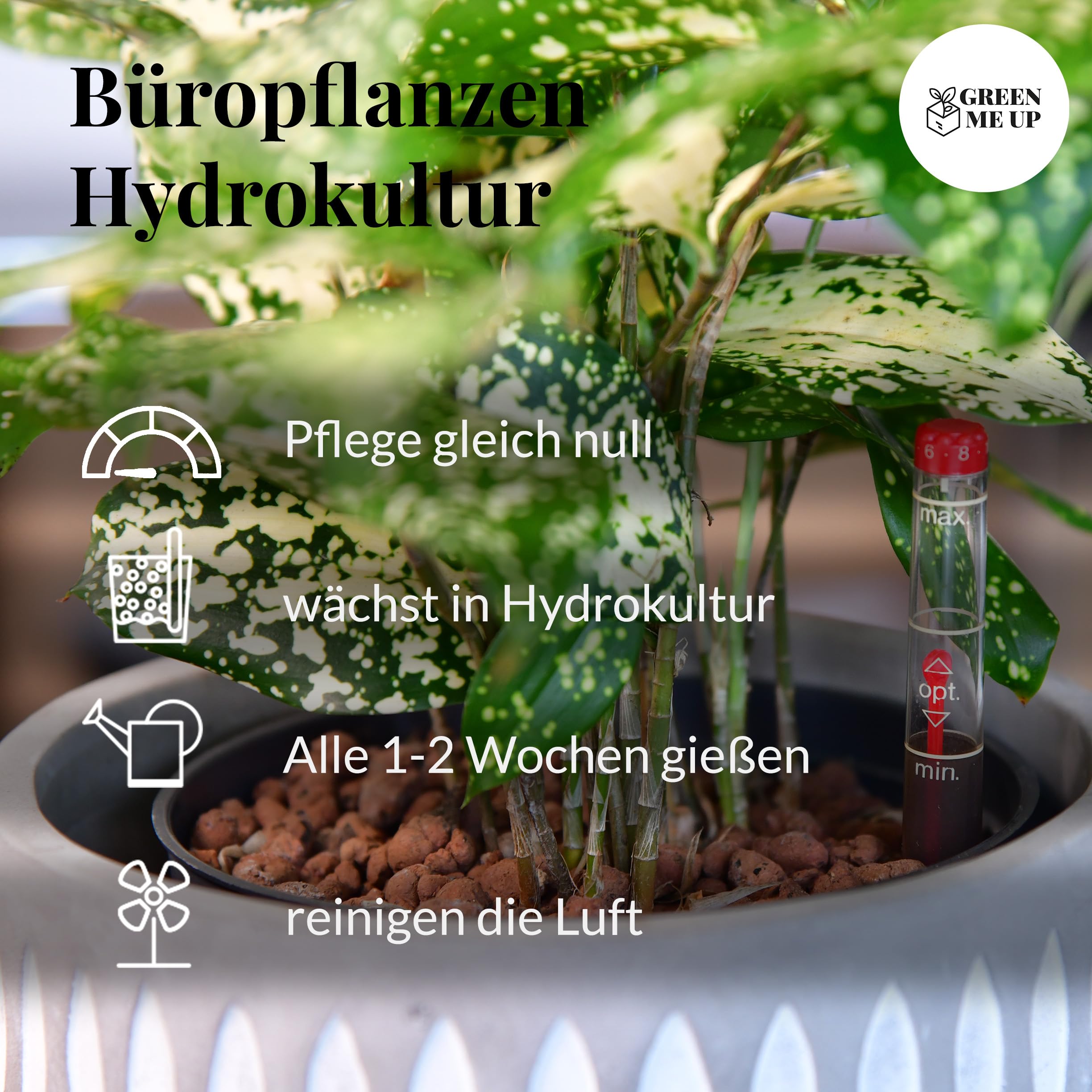 Sansevieria Bogenhanf - pflegeleichte Zimmerpflanzen - Sukkulenten frisch aus der Gärtnerei - Hydrokultur Set Sideboard Weiß - Höhe 25-30 cm - inkl. Gefäß, Blähton & Dünger - Green Me Up