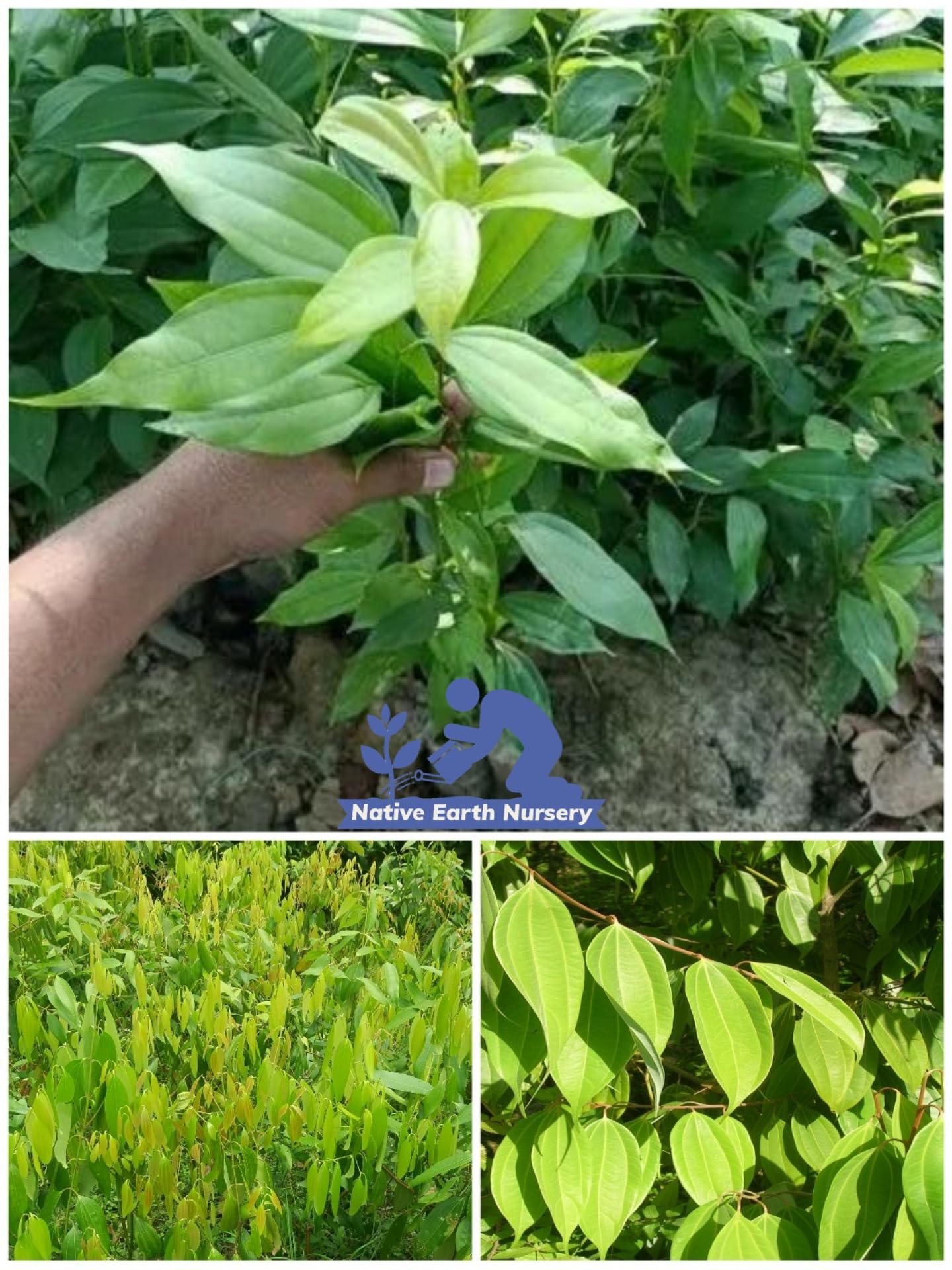 Rare Cinnamon Indian Bay Leaf (Tejpatta Spice Plant) Tamalpatra - Cinnamomum tamala Grafted Plant Dwarf Special Variety (1 Healthy Live Plant, Height 90cm) With a Growing Bag