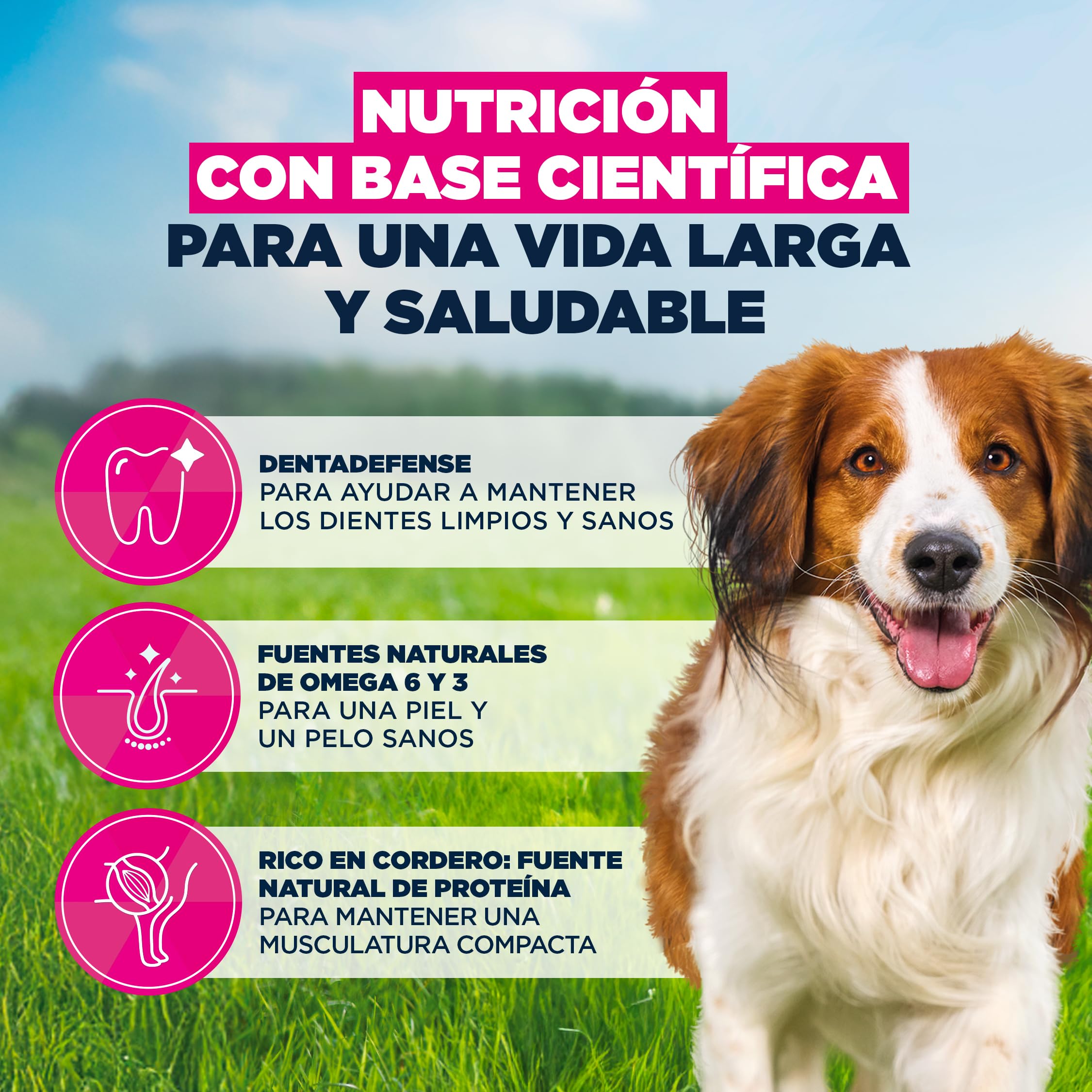 Eukanuba, alimento seco para Perros con Cordero y arroz para Razas pequeñas y Medianas - Alimento seco Premium para Perros Adultos, 12 kg | Alimento seco de primera calidad, para perros adultos, ingredientes fácilmente digeribles
