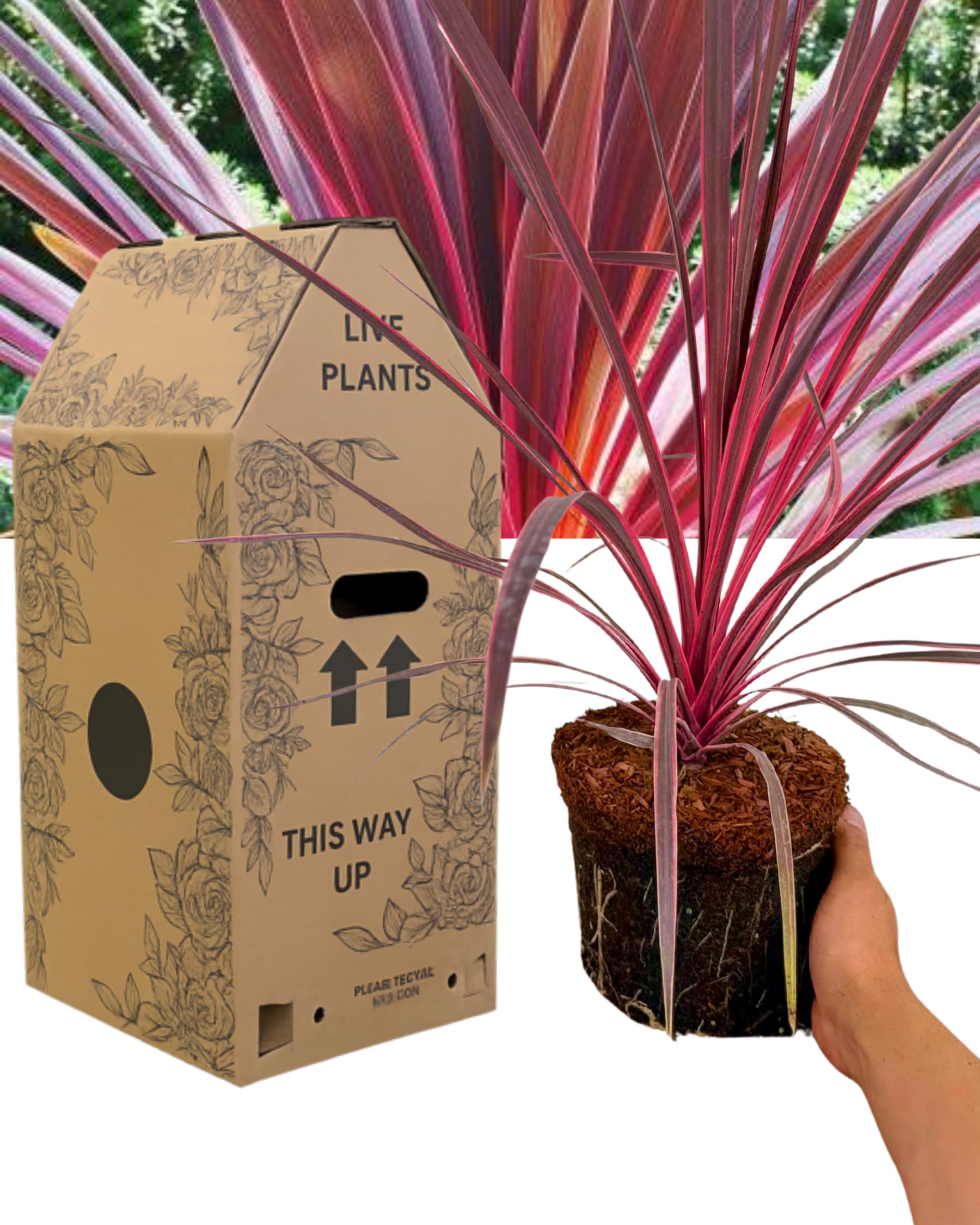 Cordyline Charlie Boy Outdoor Garden Ready Plant - 1x Hardy Cabbage Palm Tree for Pots, Beds & Borders. Evergreen Perennial Ornamental Shrub. Delivered Fresh, Supplied in Large Peat Free 3L Rootball