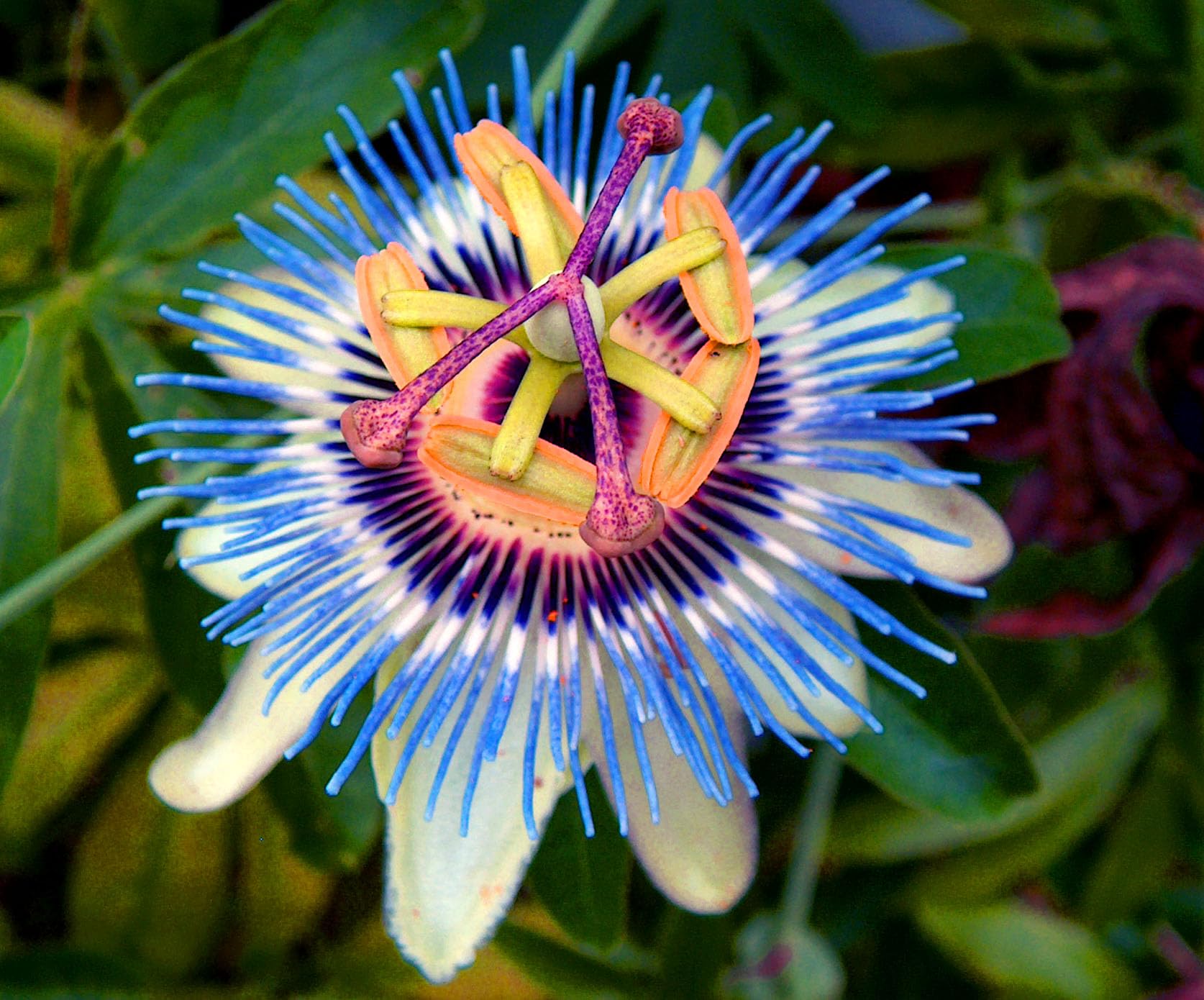 ONLINE PLANT BAZAR PASSION FLOWER/KRISHNA KAMAL FLOWER LIVE PLANT-P6 (B0C826R8WQ) Amazon Price History, Amazon Price Tracker