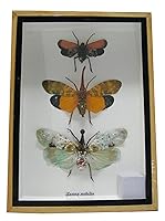 Algopix Similar Product 6 - Real Exotic Lantern Flies Zanna