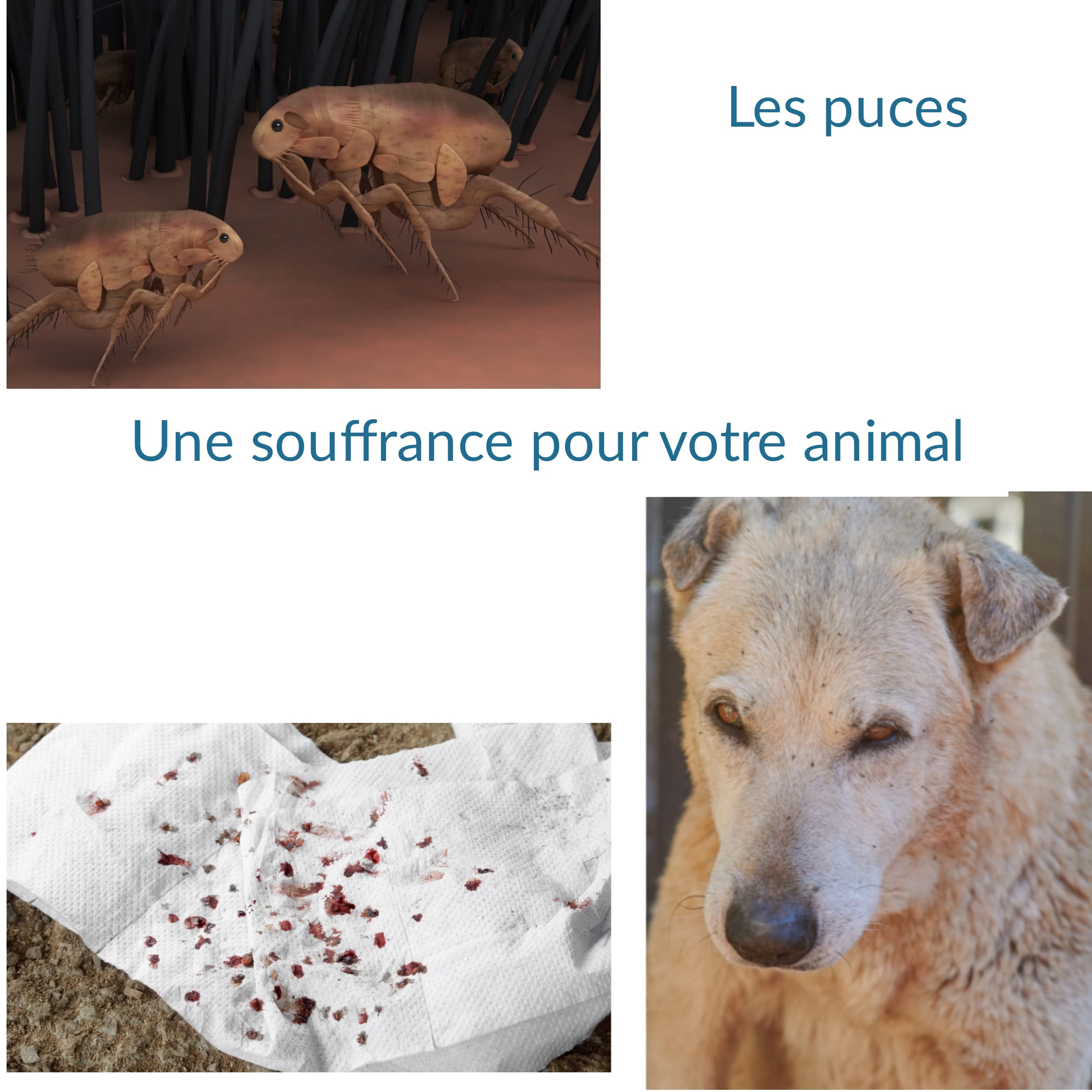 Peigne anti puces chien et chat, ebook offert Elimination des tiques, poux et poussière. Outil de toilettage acier inoxydable. Brosse à pointes arrondies anti blessure pour la peau Couleur aléatoire