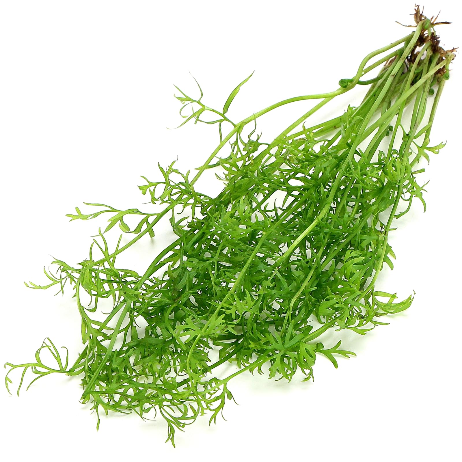 K2AQUA Ceratopteris Siliquosa Live Aquarium Plant Fast Growing Floating or Rooted Easy Care Background Freshwater Tropical Aquascaping Tank