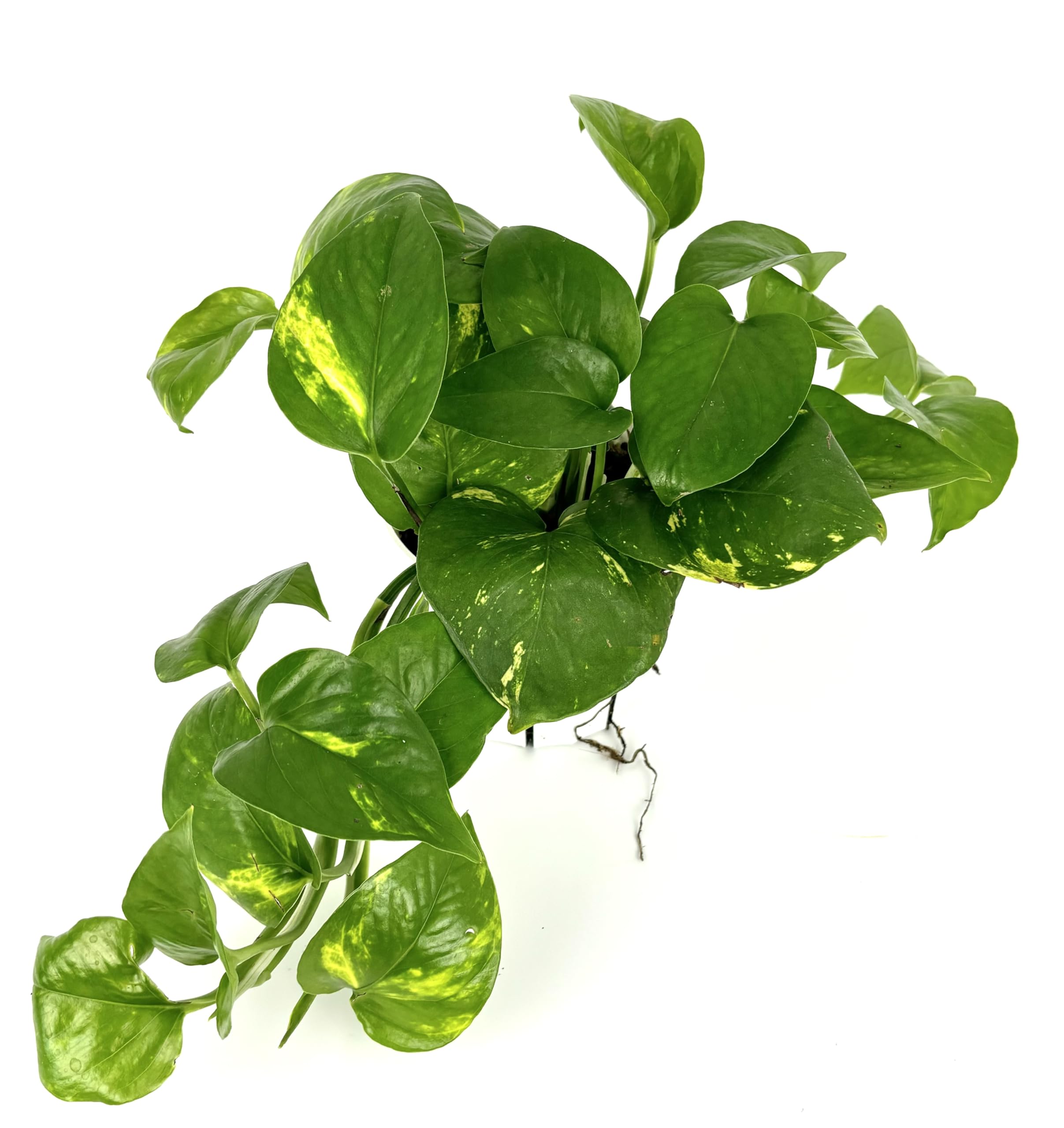 Amazon.com : Pothos Golden Easy Air Purifying House Plant, 4" Pot : Patio,  Lawn & Garden